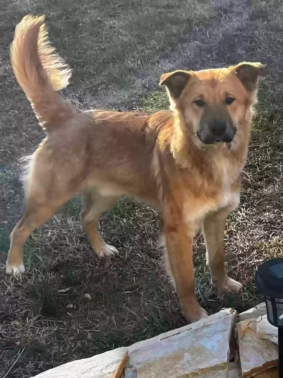adoptable Dog in Belews Creek,NC named Ryder