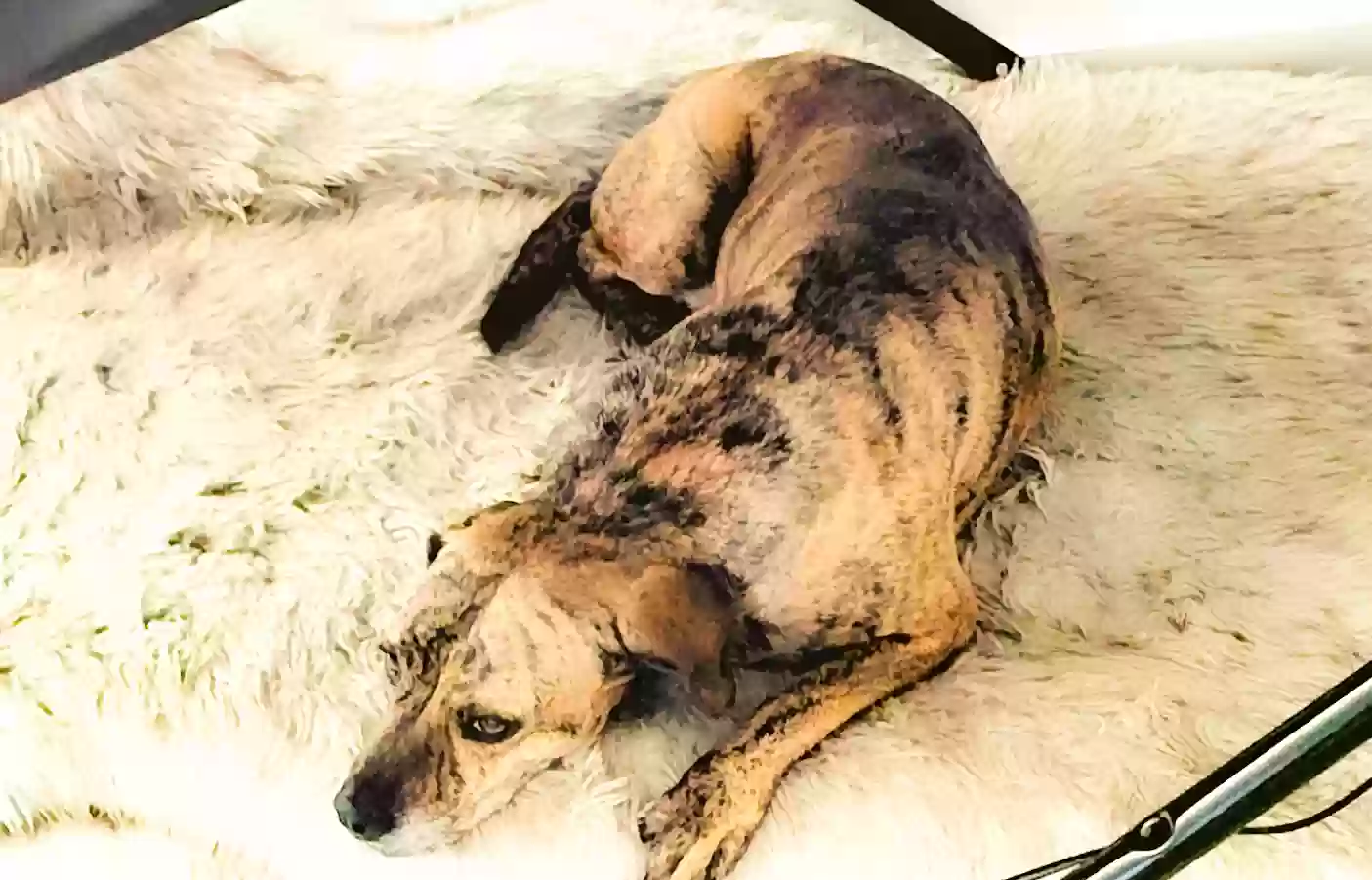 adoptable Dog in Elgin,TX named Crusio