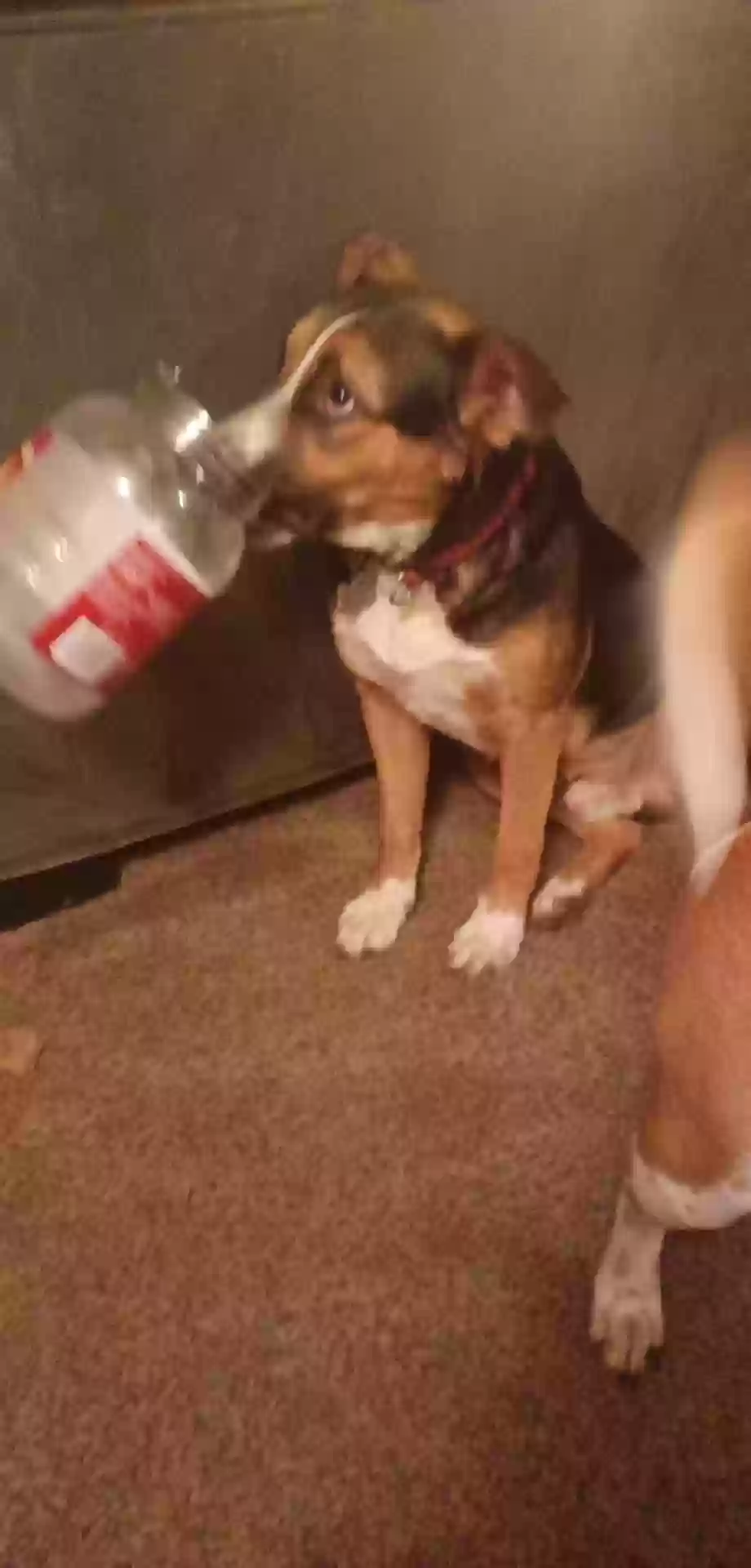 adoptable Dog in Baytown,TX named Eeyore