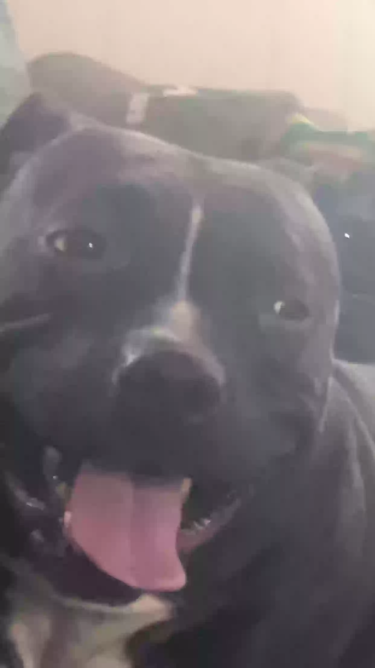 adoptable Dog in Niagara Falls,NY named Mercedes
