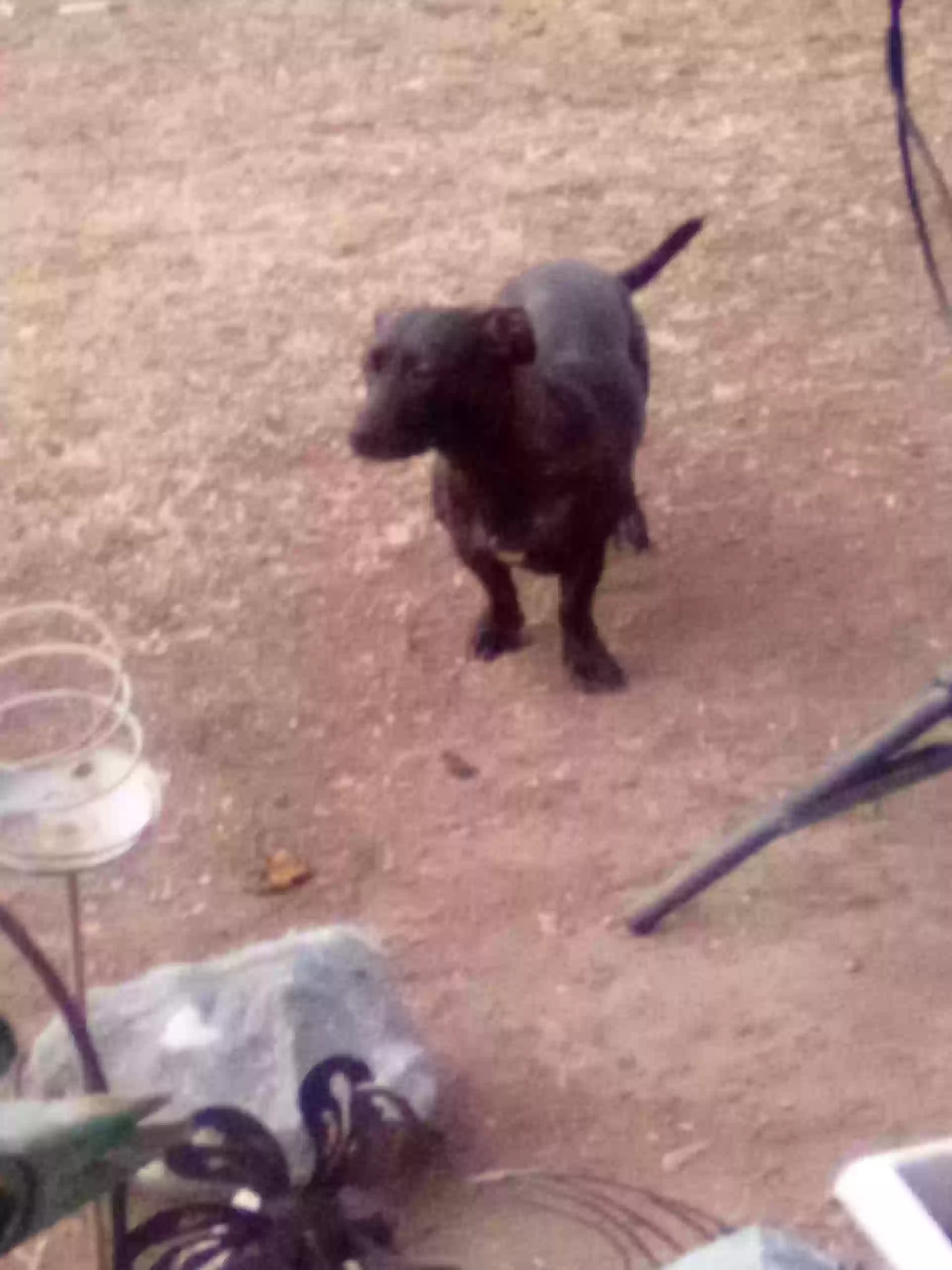adoptable Dog in Richland,WA named Nevaeh