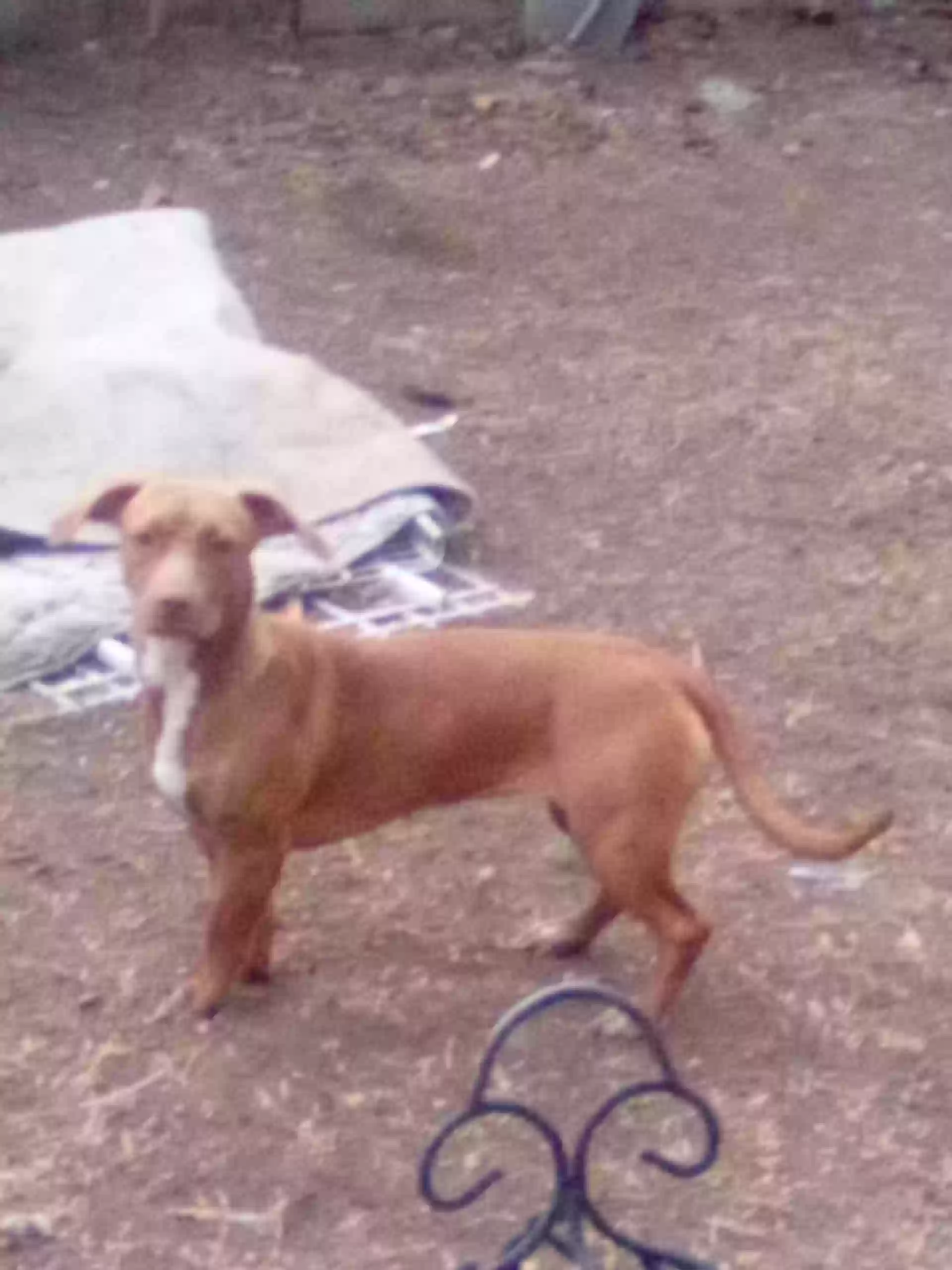 adoptable Dog in Richland,WA named Junior