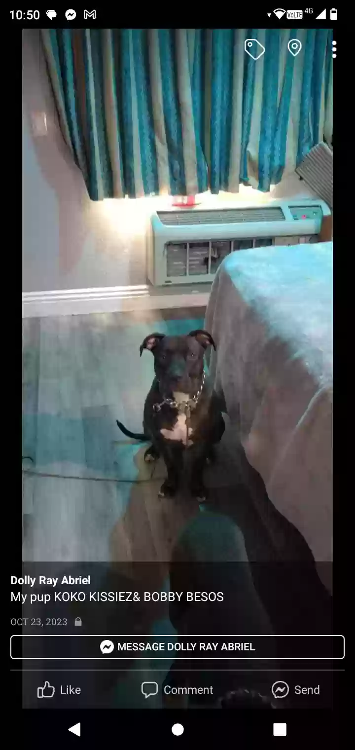 adoptable Dog in El Monte,CA named Koko kissiez