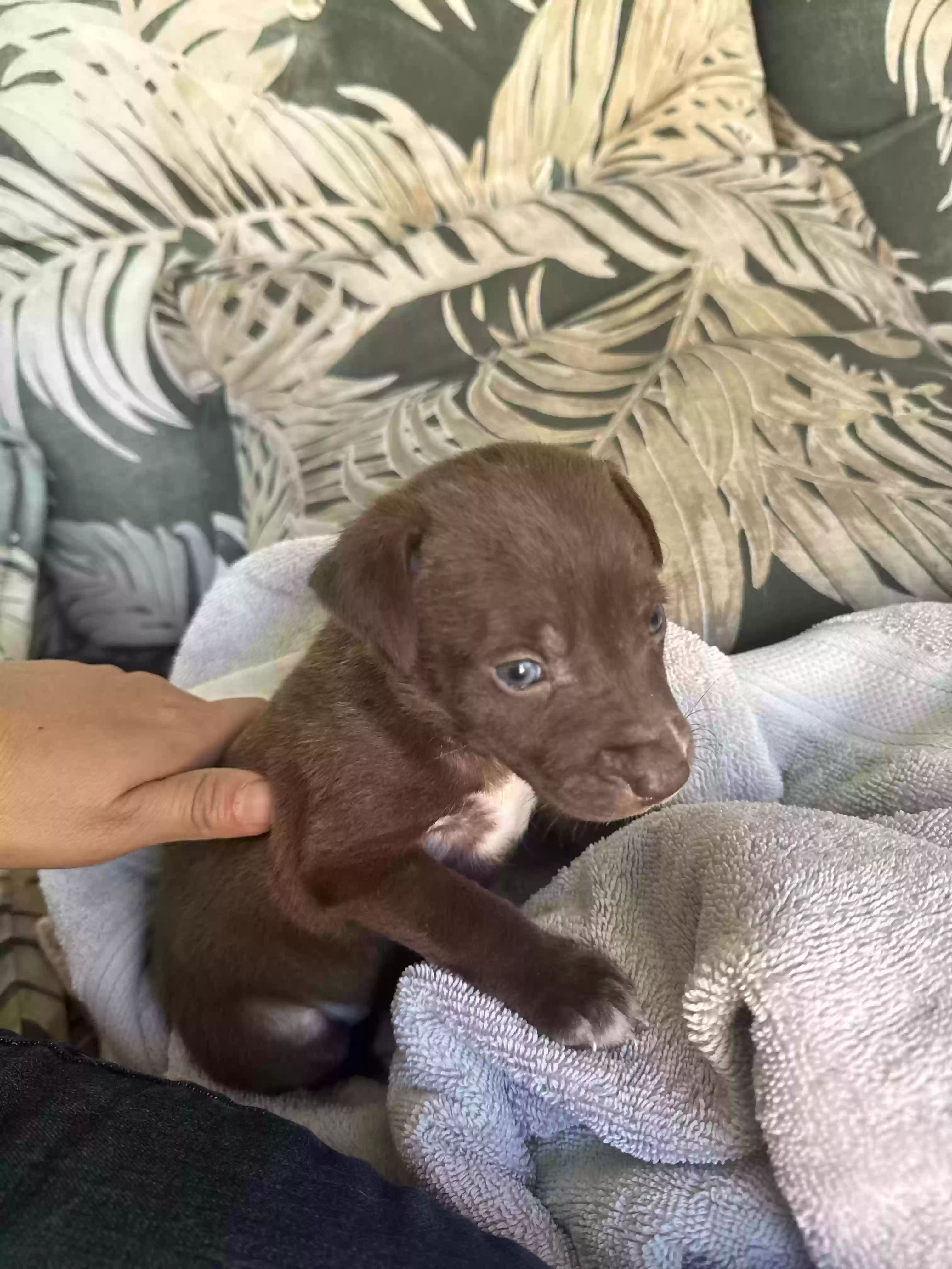 adoptable Dog in Sebring,FL named Brownie