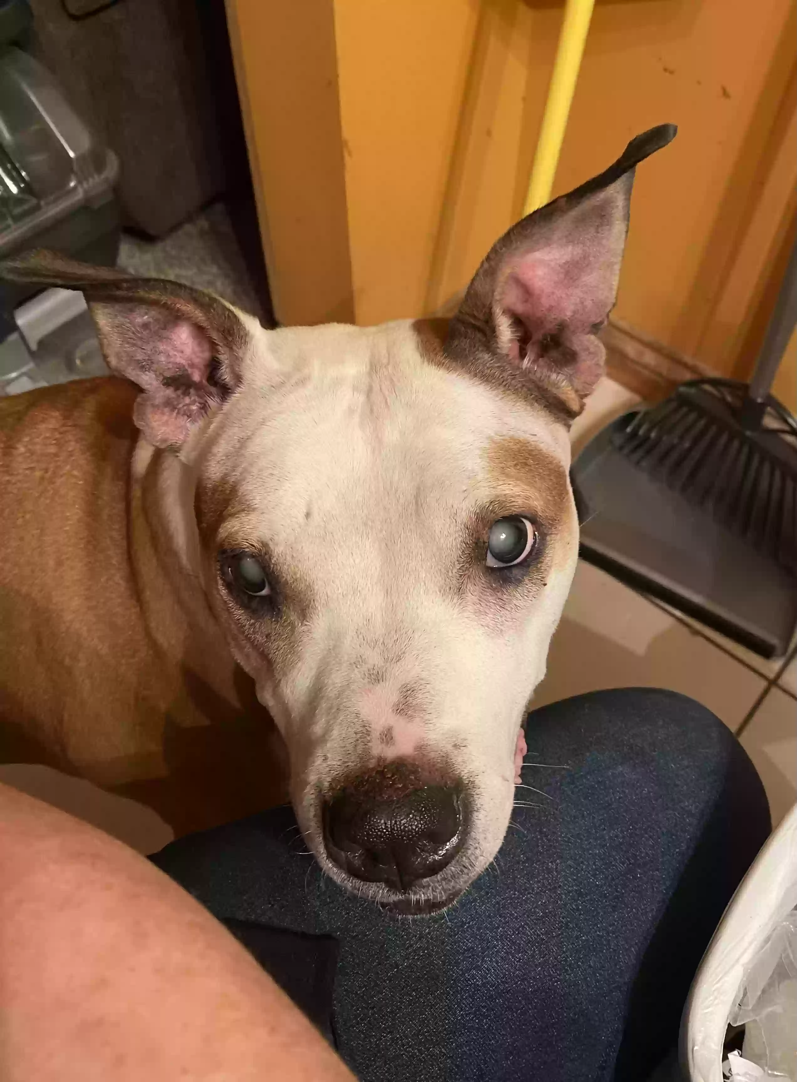 adoptable Dog in Independence,KY named Molly