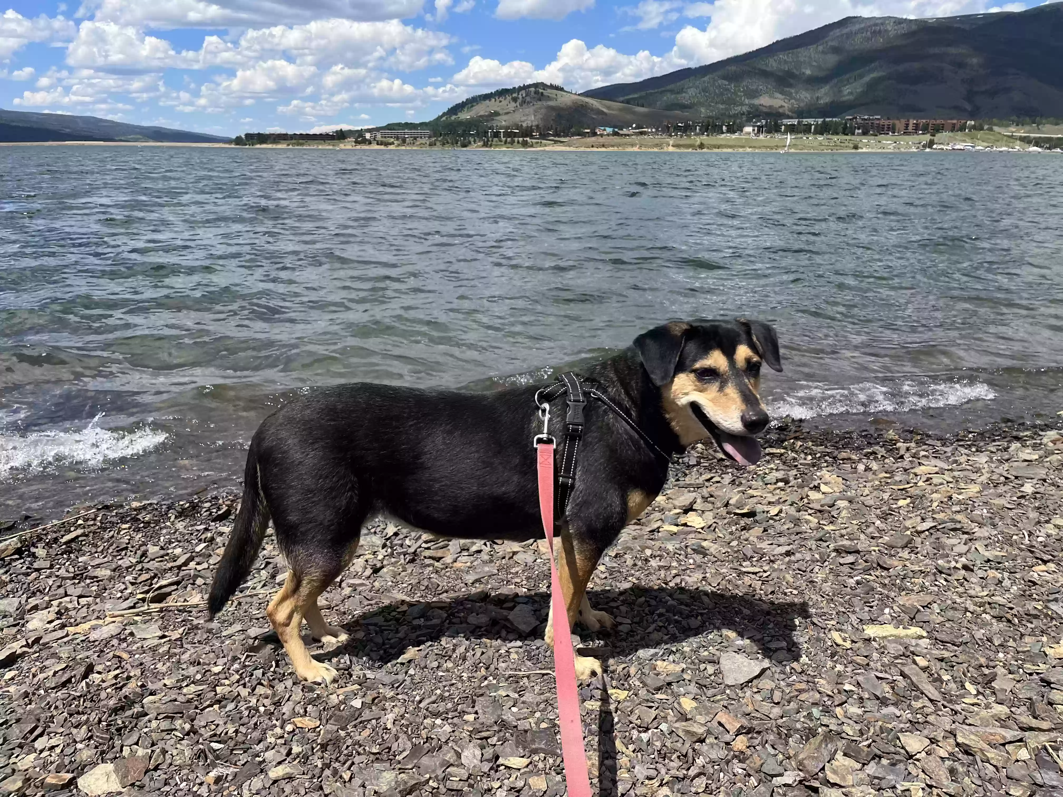 adoptable Dog in Colorado Springs,CO named Lola