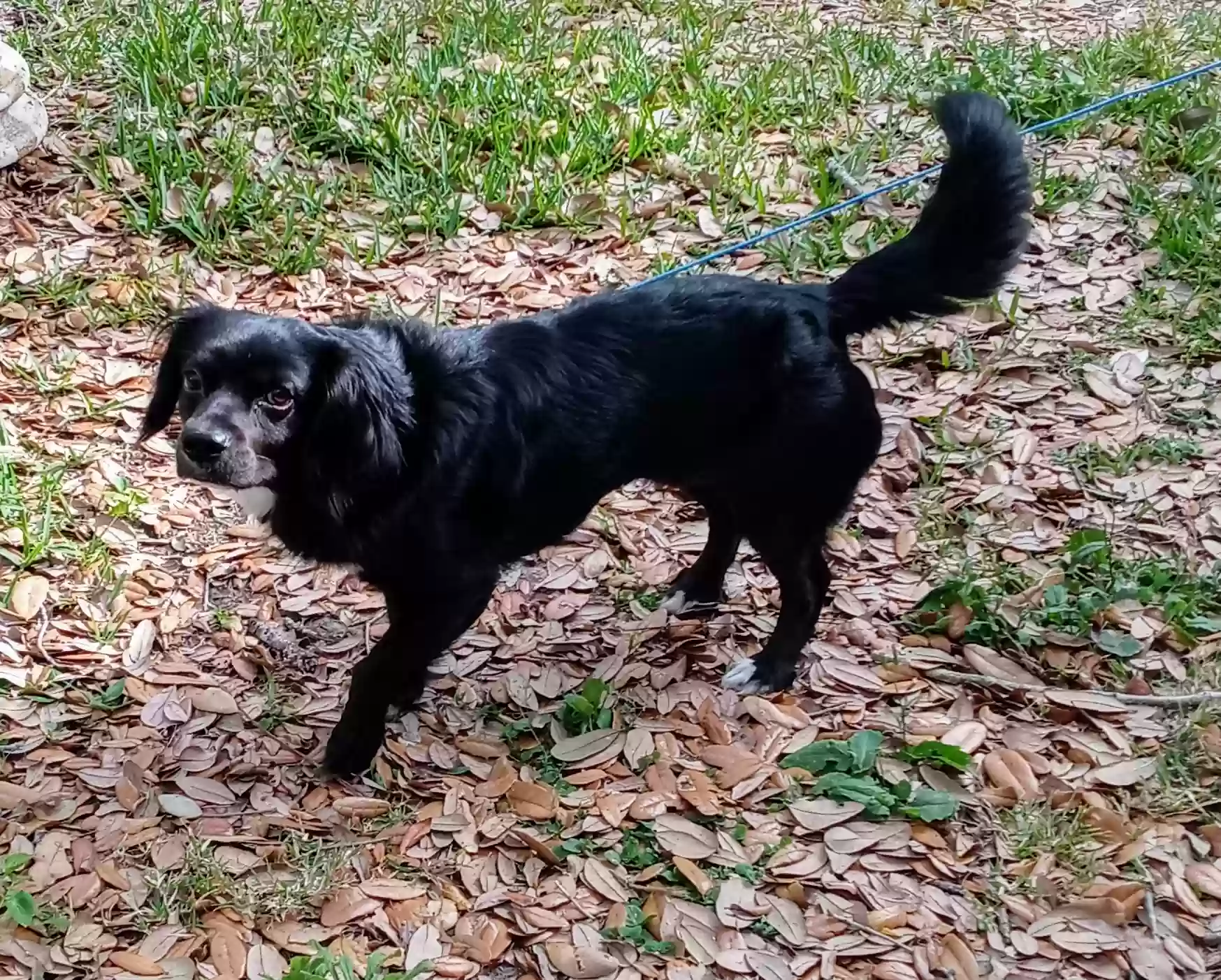 adoptable Dog in Altamonte Springs,FL named Axle
