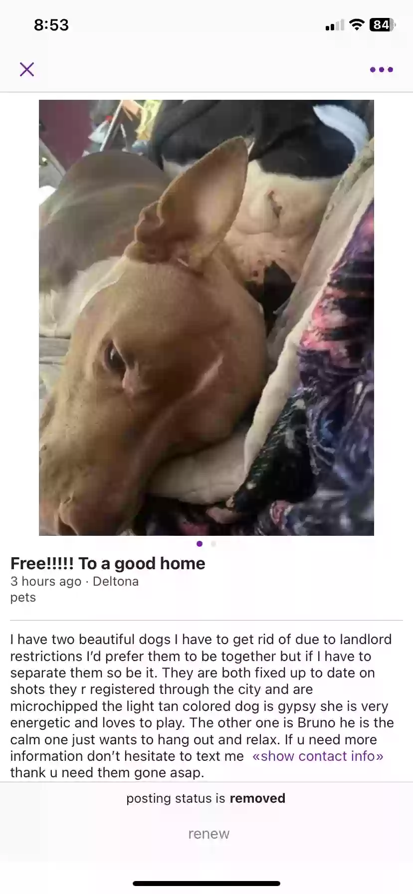 adoptable Dog in Deltona,FL named Gypsy