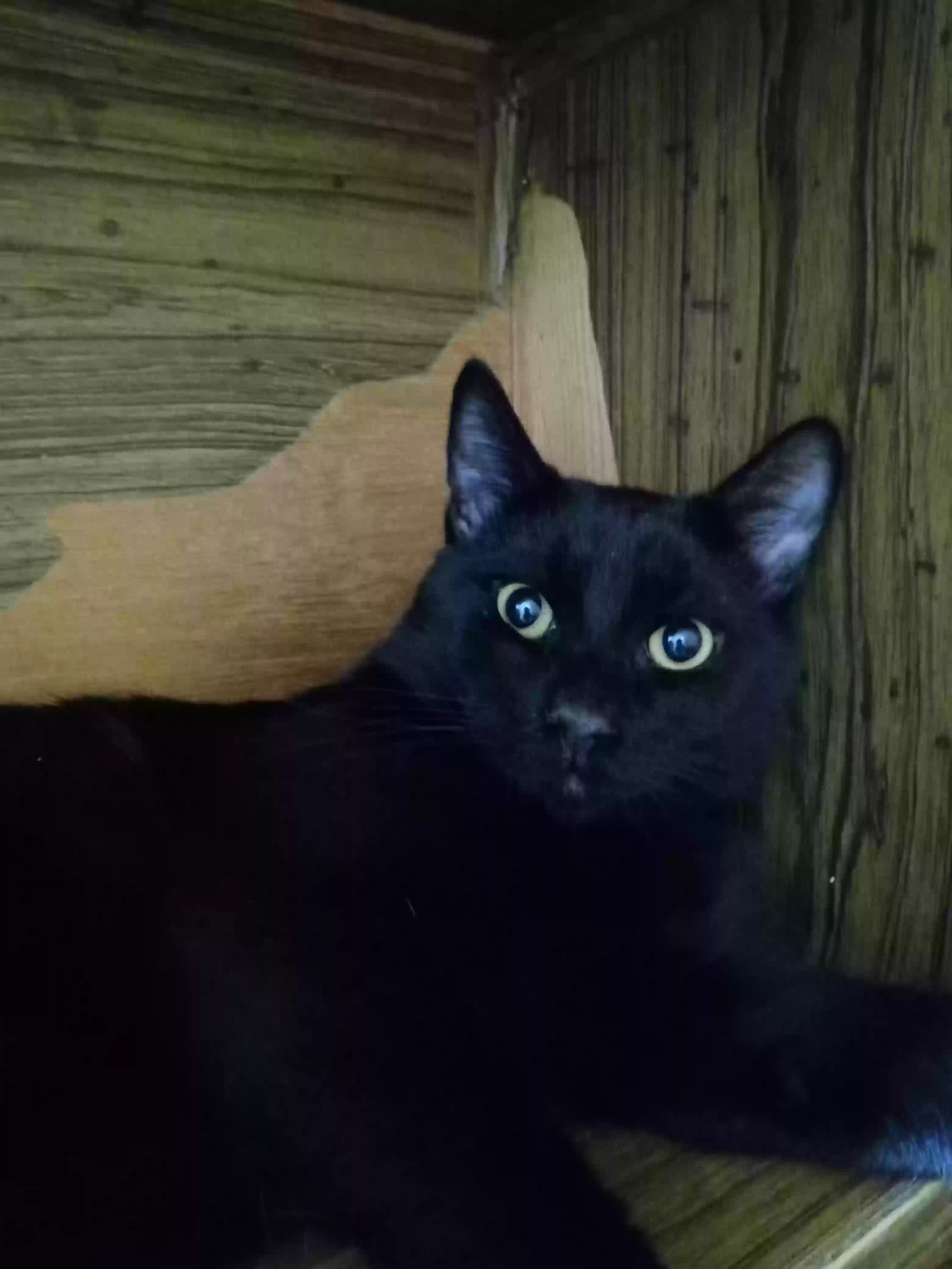 adoptable Cat in New York,NY named MEESHU