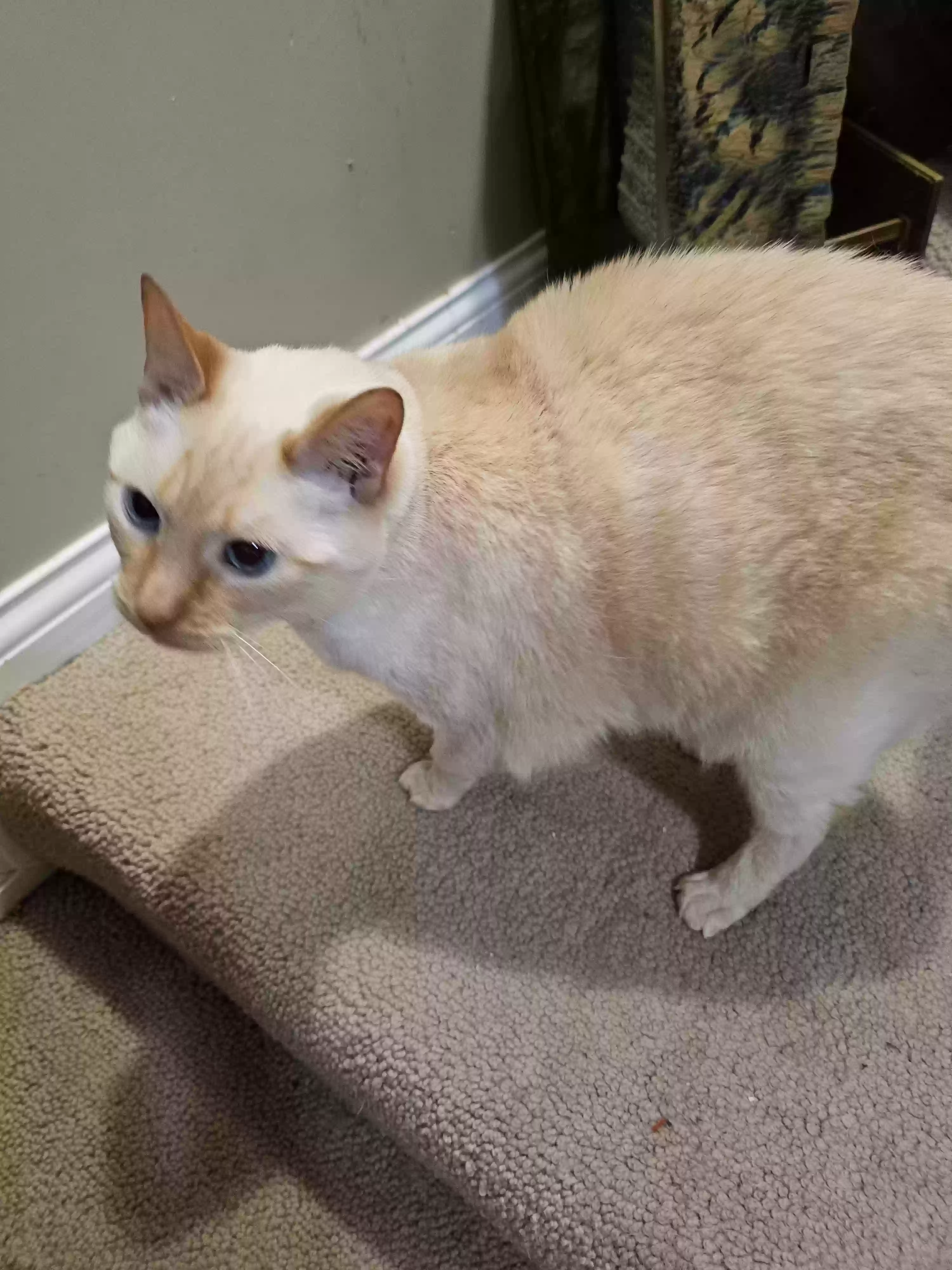 adoptable Cat in La Grange,KY named Snowball