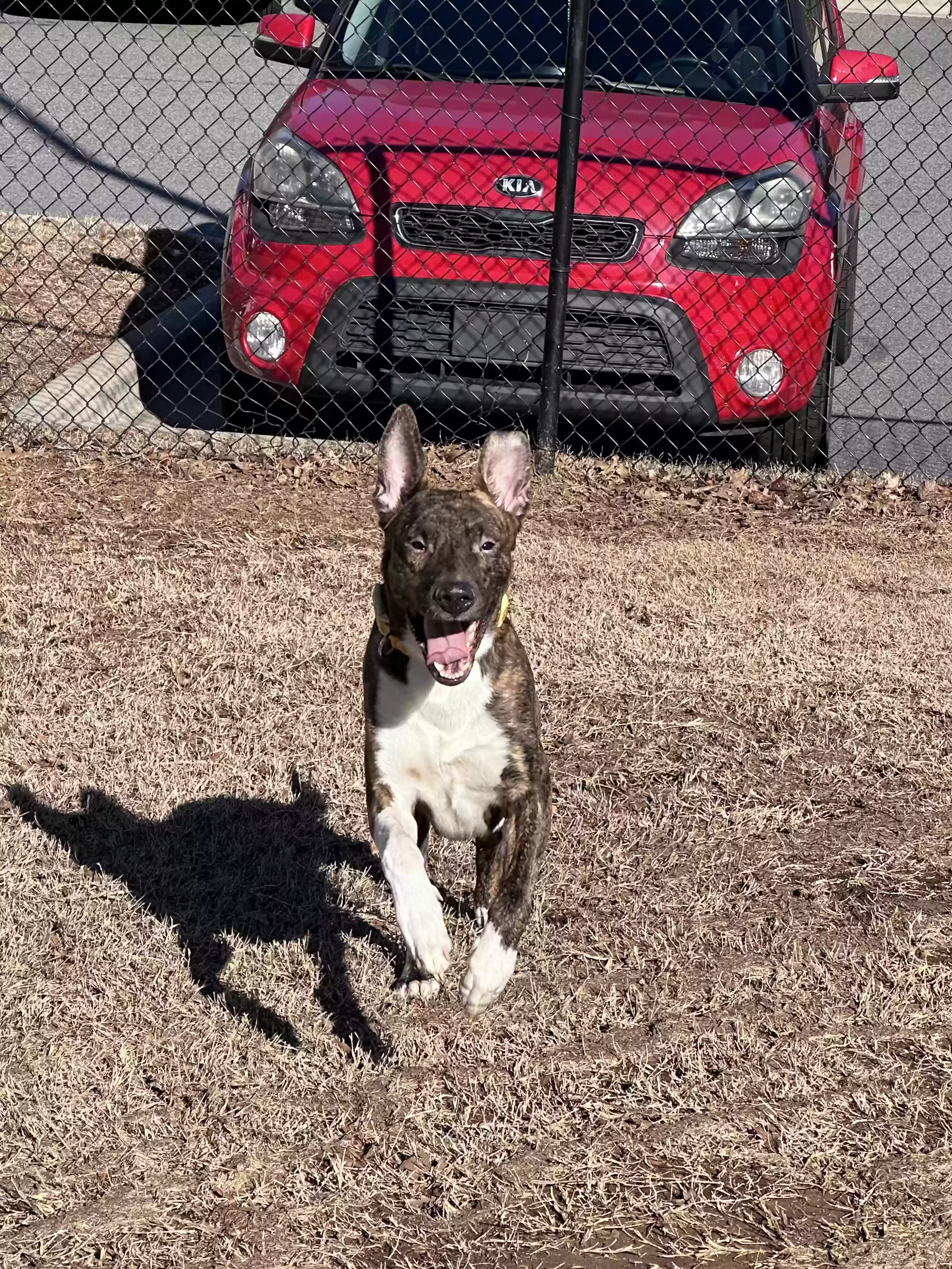 adoptable Dog in Concord,NC named Rambo