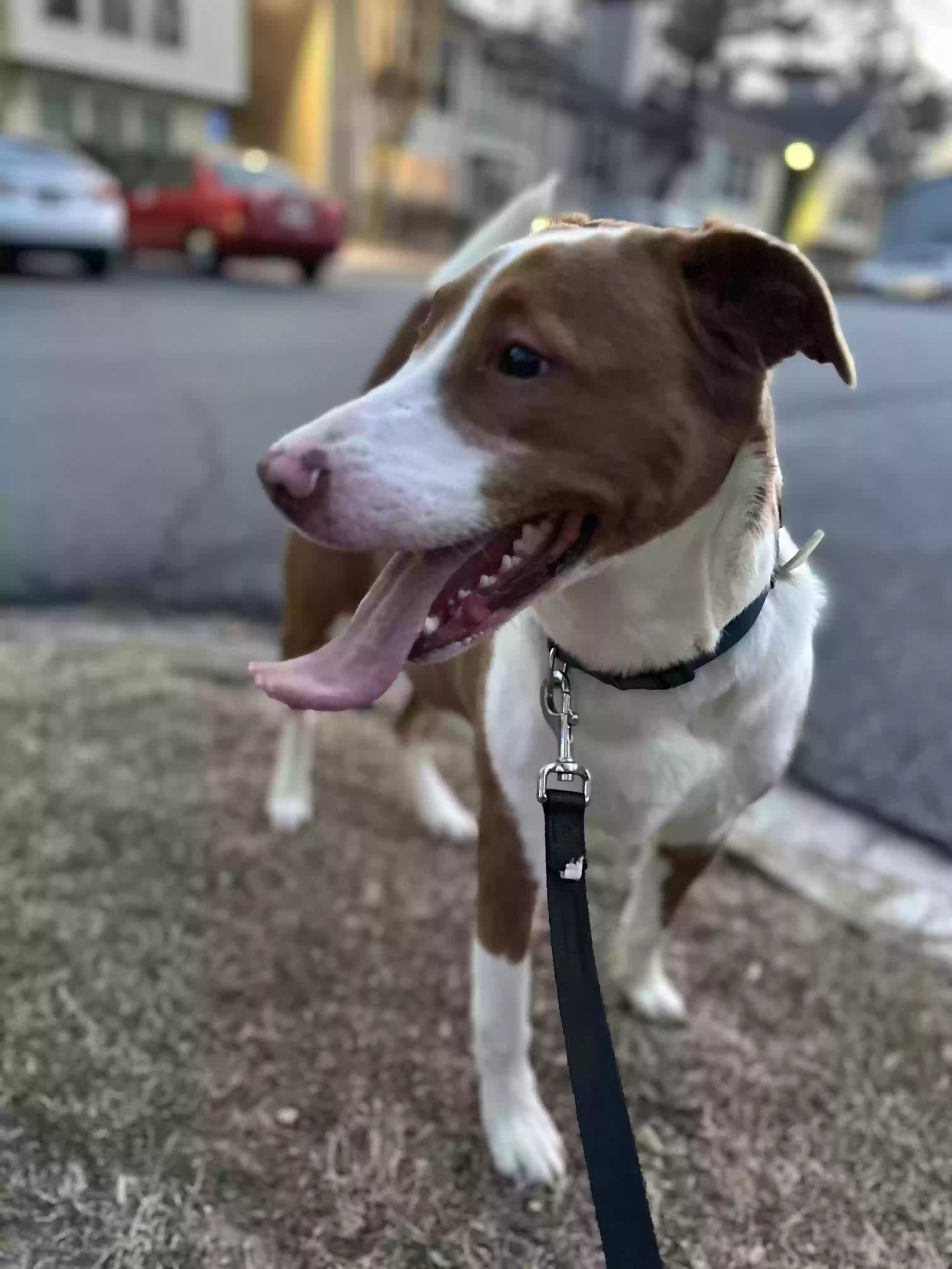 adoptable Dog in Roswell,GA named Thor