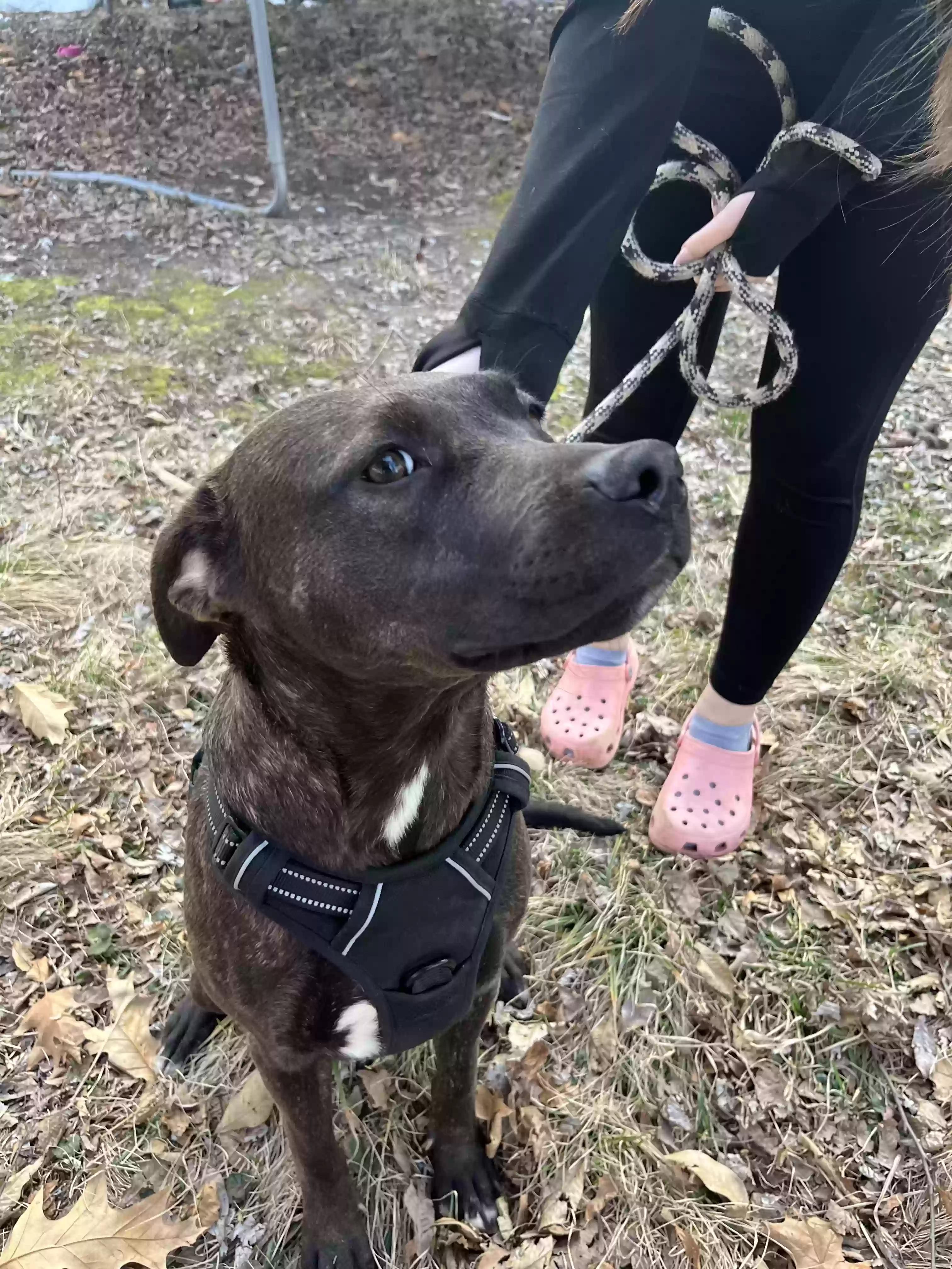 adoptable Dog in Fairview Heights,IL named Luna