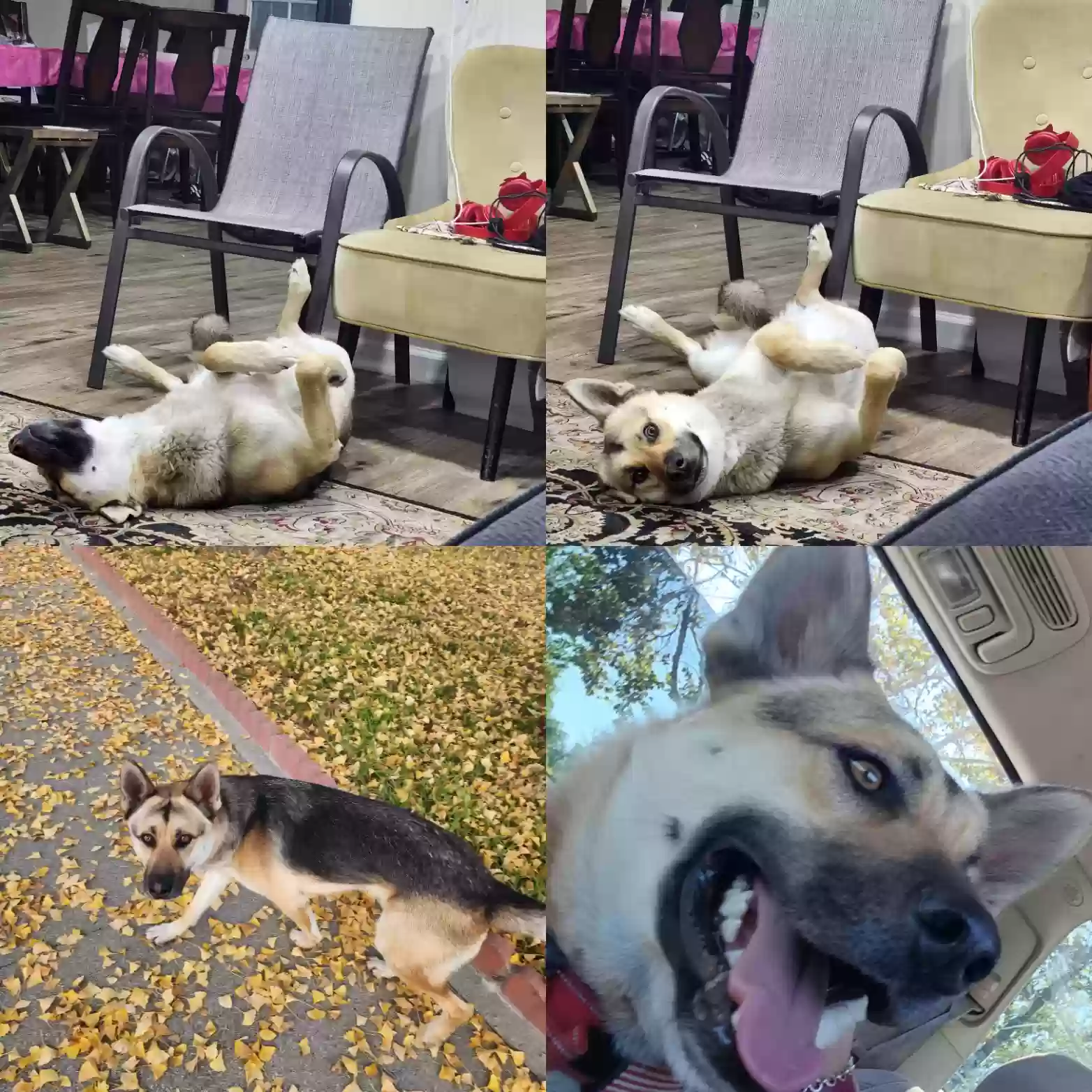 adoptable Dog in Pomona,CA named Tiger