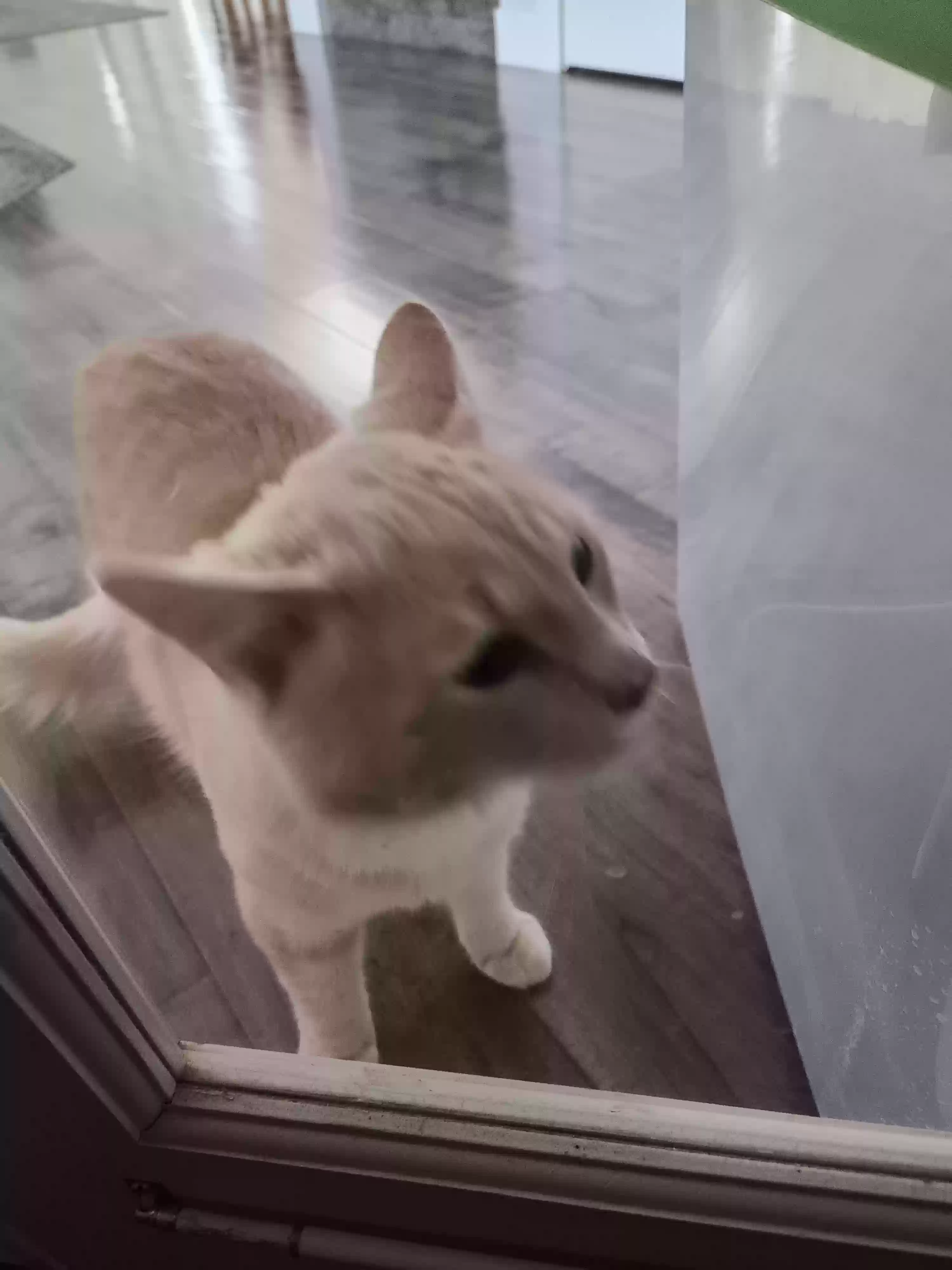 adoptable Cat in Lehi,UT named Elton