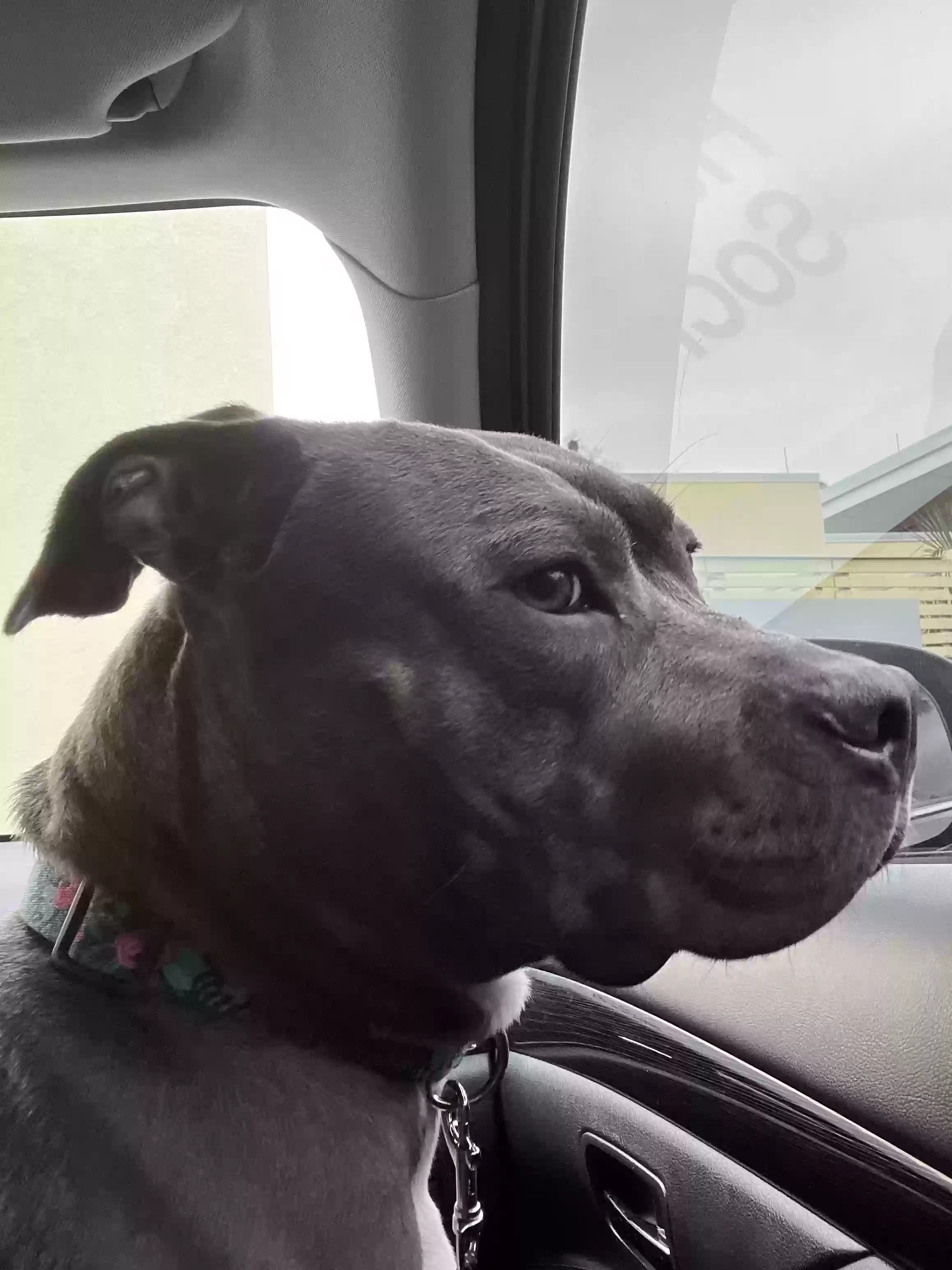 adoptable Dog in Jacksonville,FL named Brandy