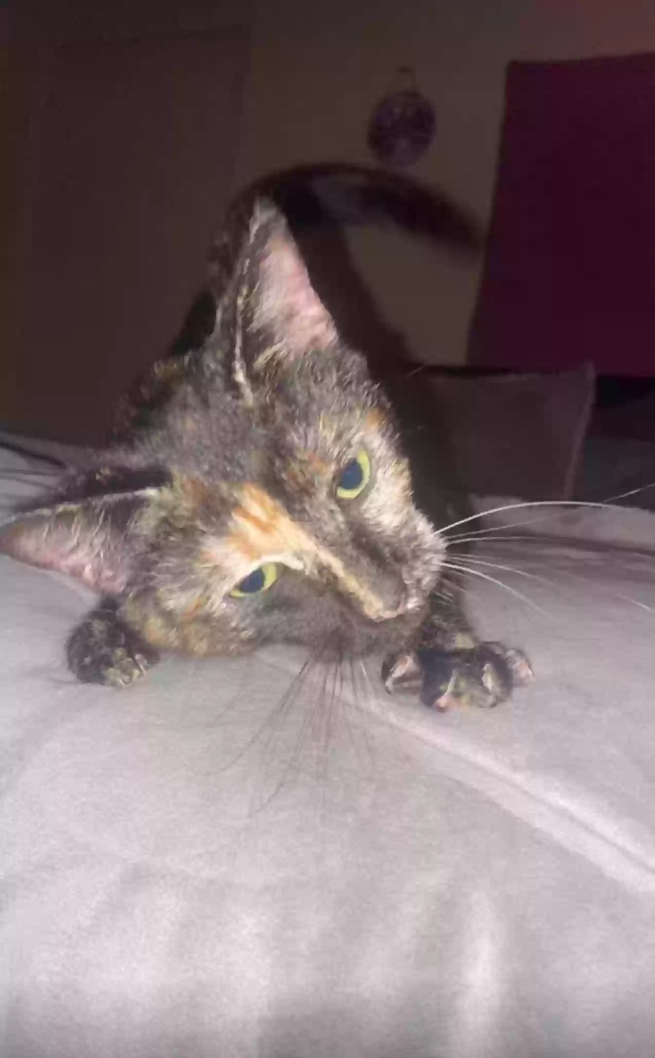 adoptable Cat in Oxnard,CA named Princess