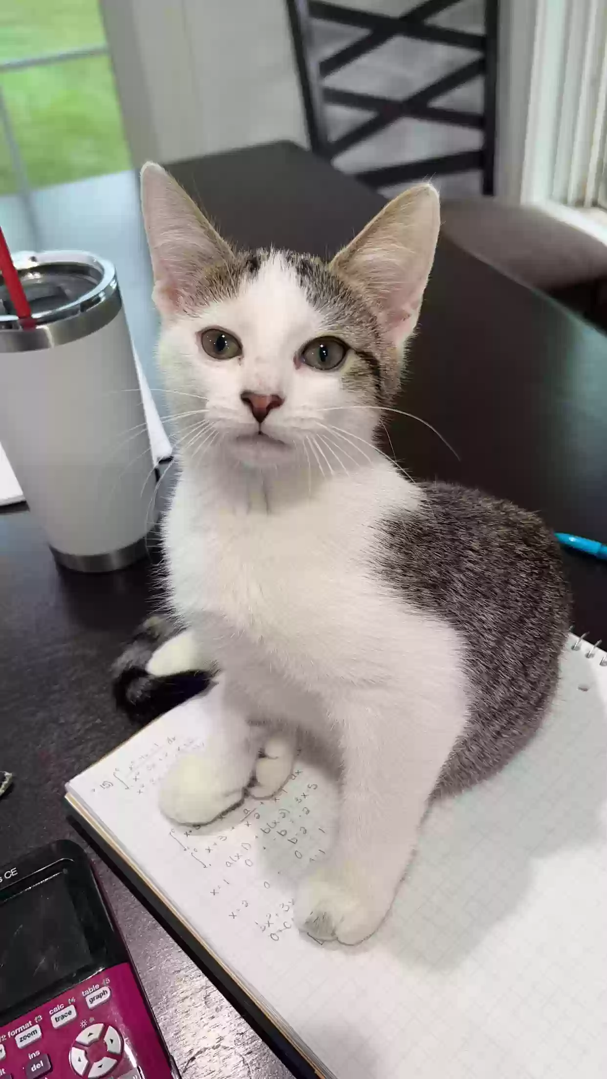 adoptable Cat in Lake Zurich,IL named Baby