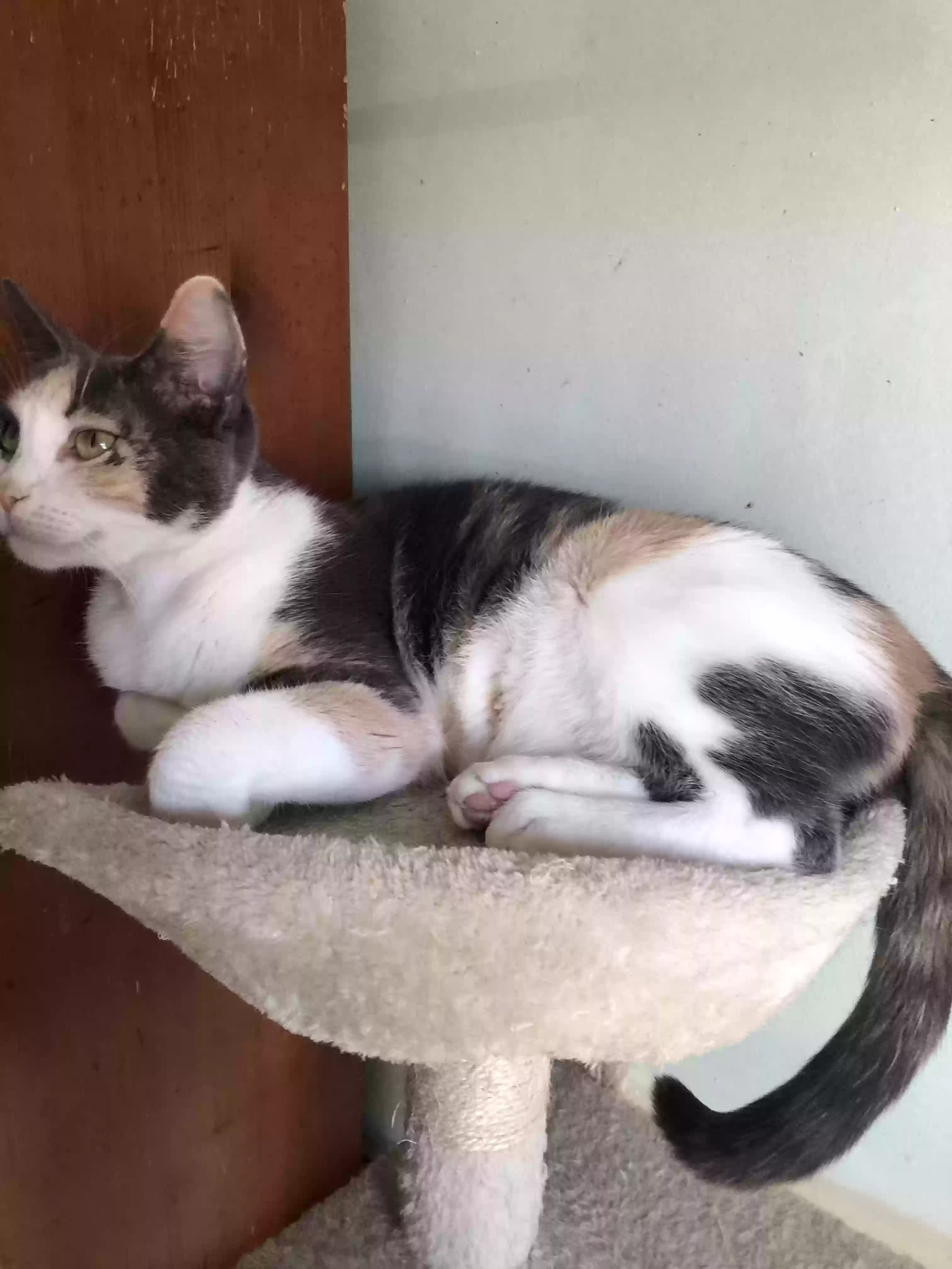 adoptable Cat in Hope Mills,NC named Cooki
