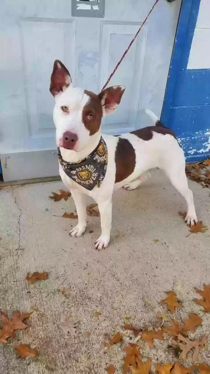 adoptable Dog in Doniphan,MO named Kizer