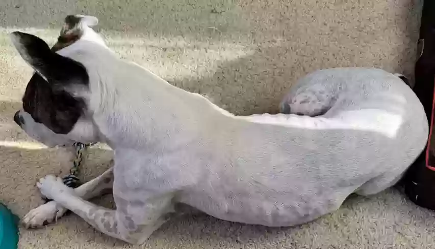 adoptable Dog in Chula Vista,CA named Euca