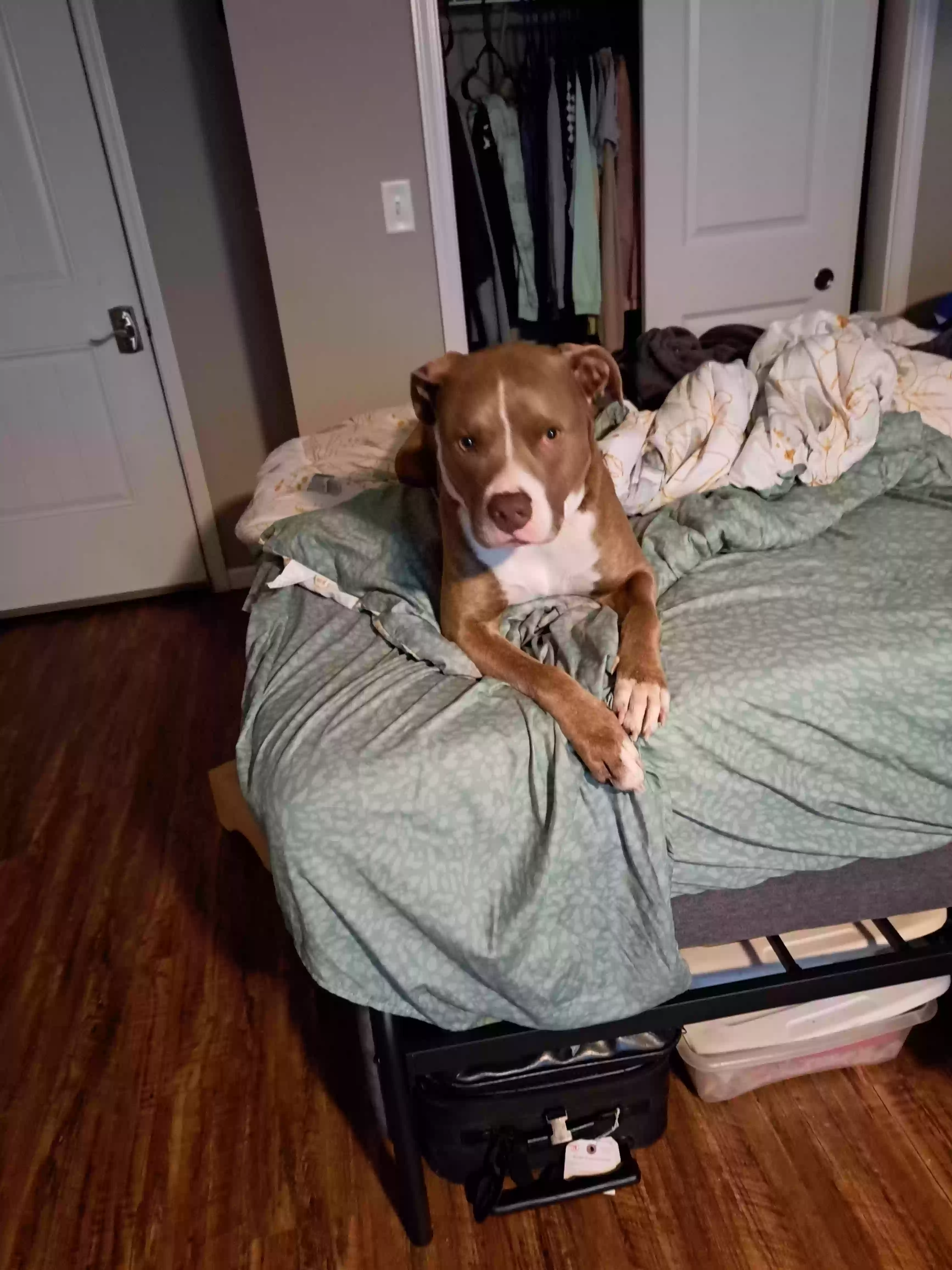 adoptable Dog in Springfield,MO named Azul