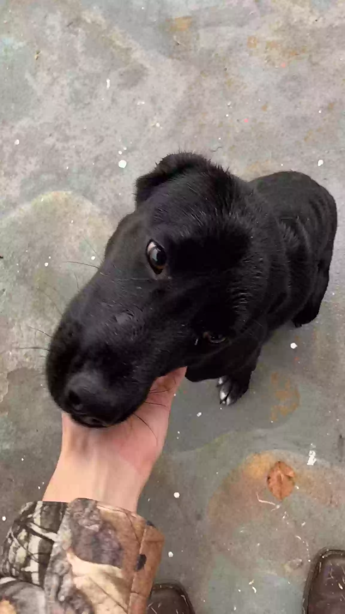 adoptable Dog in Dyersburg,TN named Luna