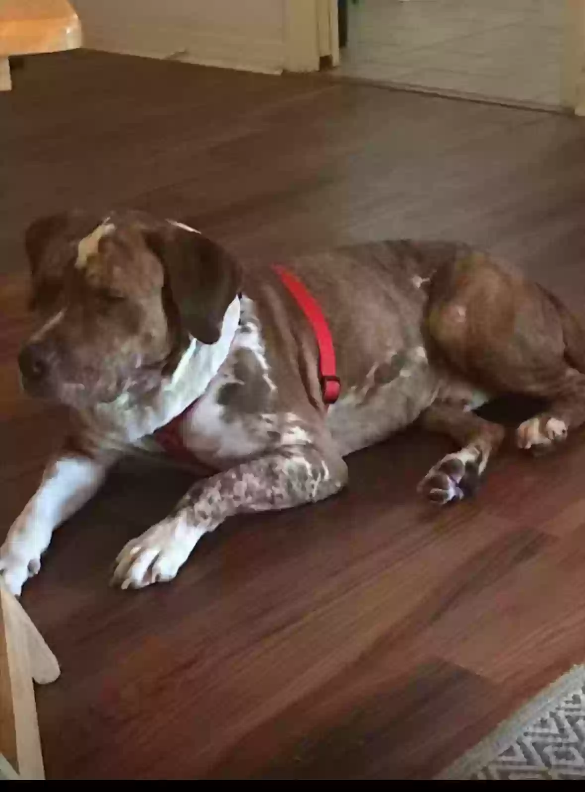 adoptable Dog in Tampa,FL named Rosco