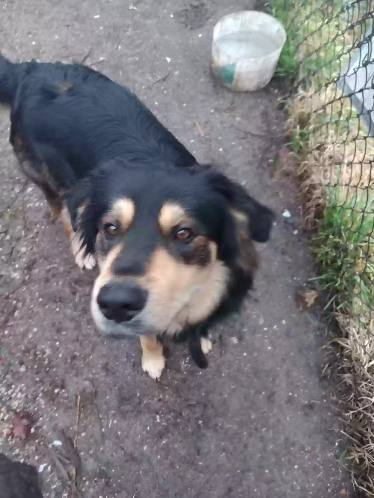 adoptable Dog in Centerville,UT named Bandit