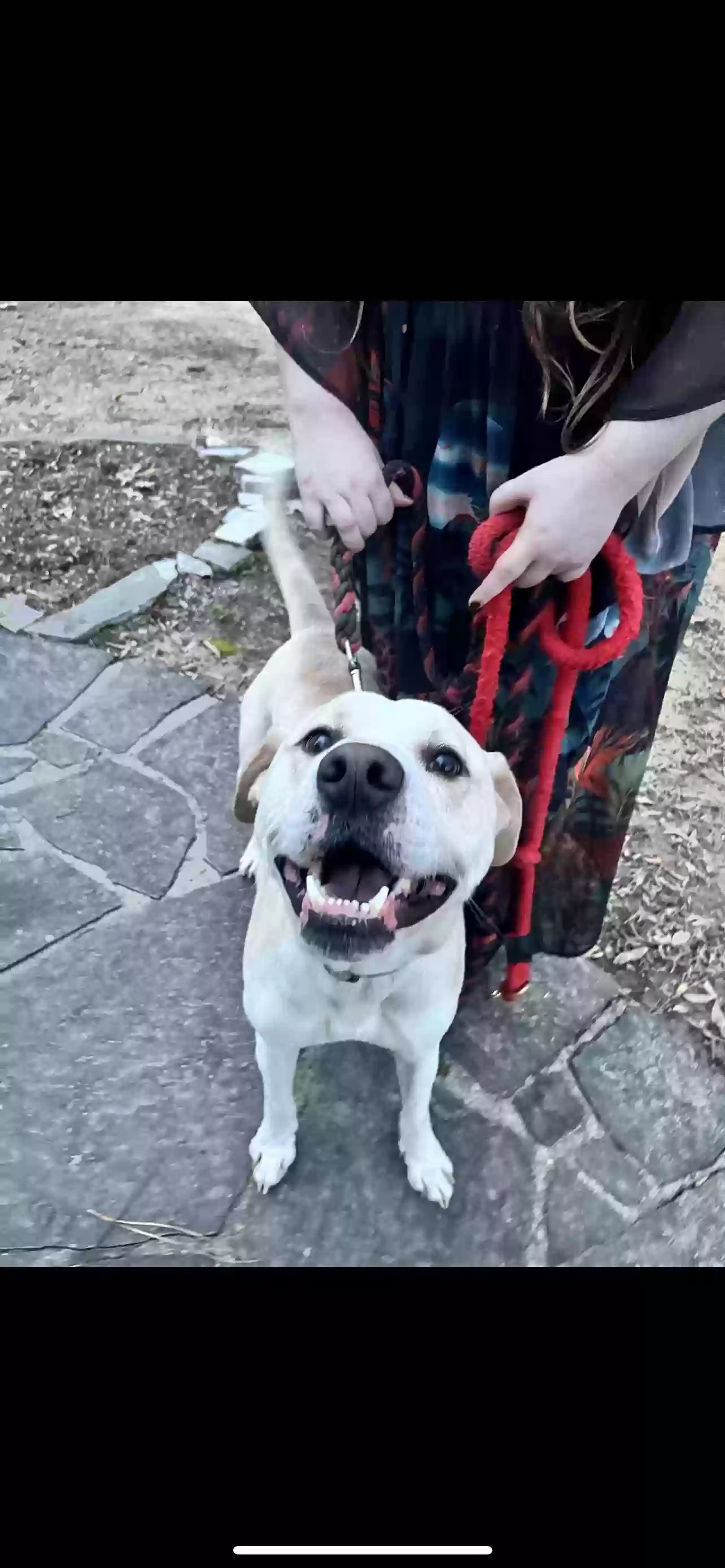 adoptable Dog in Jonesboro,AR named Gunther
