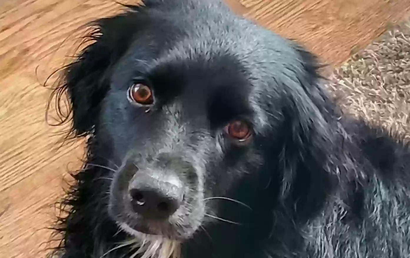 adoptable Dog in Albion,NE named Nova