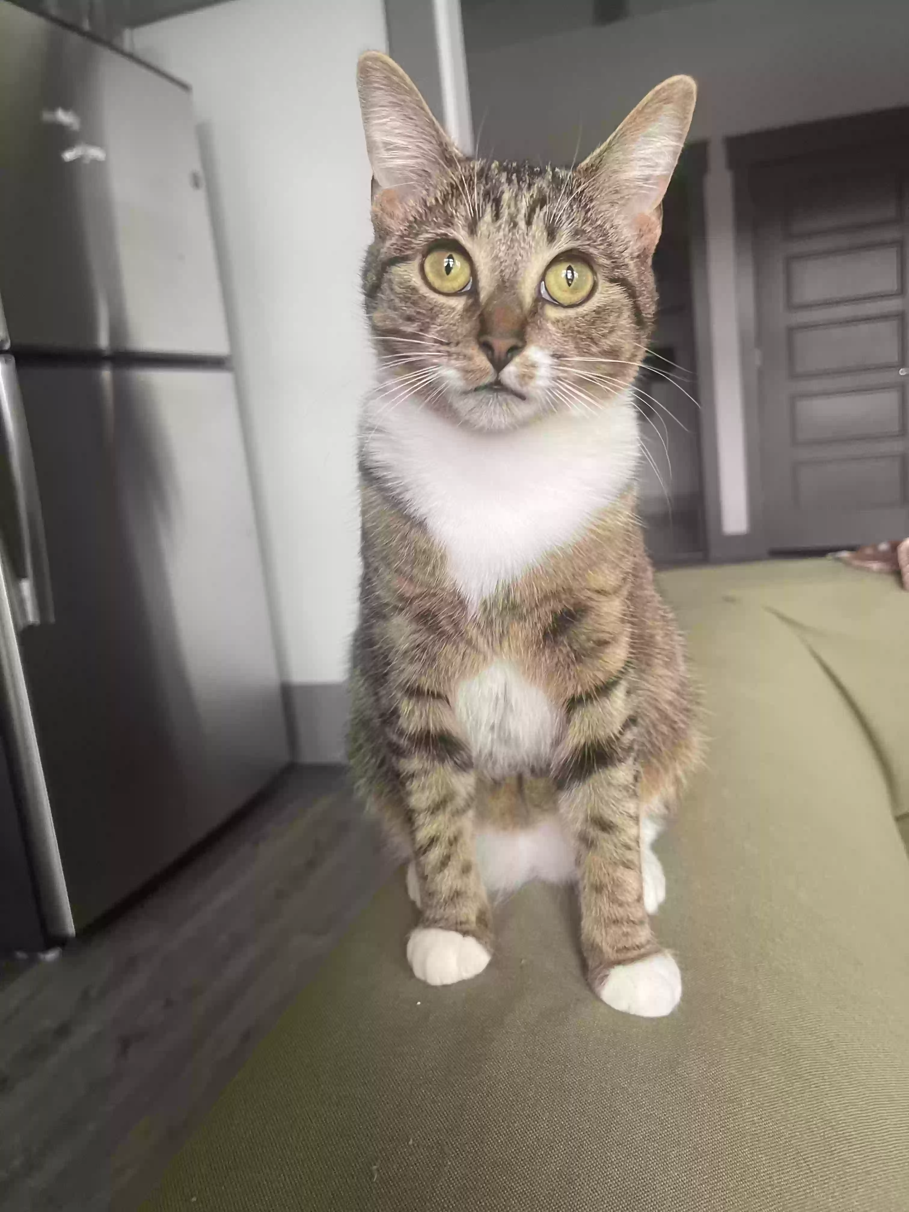 adoptable Cat in Charlotte,NC named Vivian