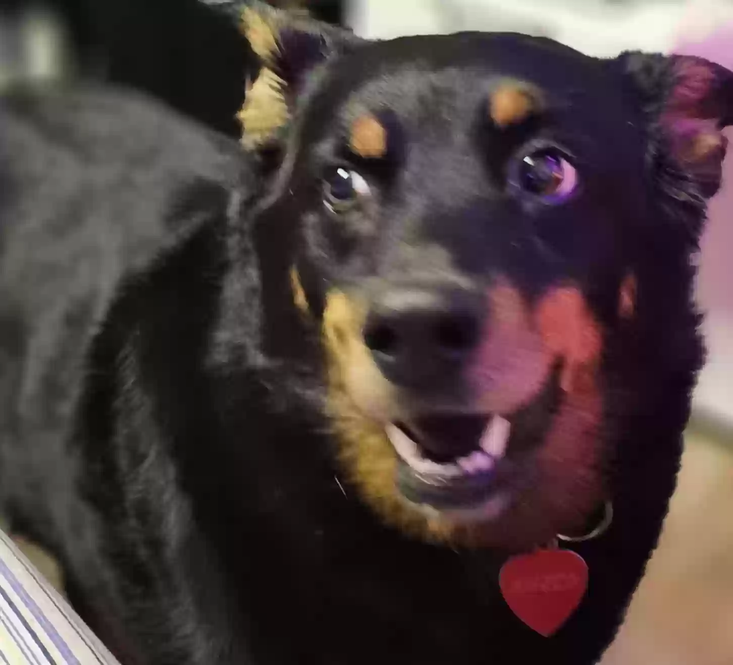 adoptable Dog in Salt Lake City,UT named Kuzko