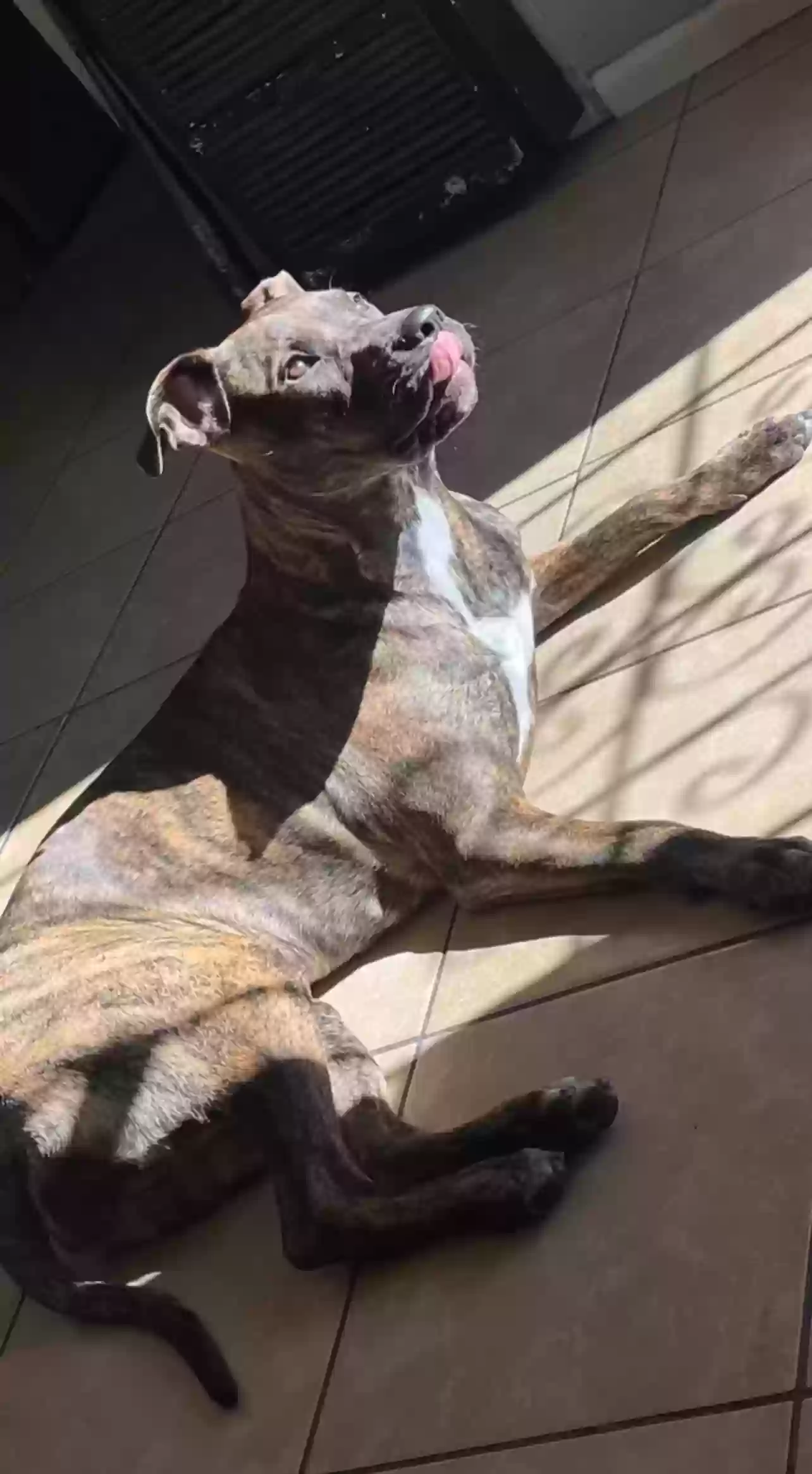 adoptable Dog in San Bernardino,CA named Hennessy