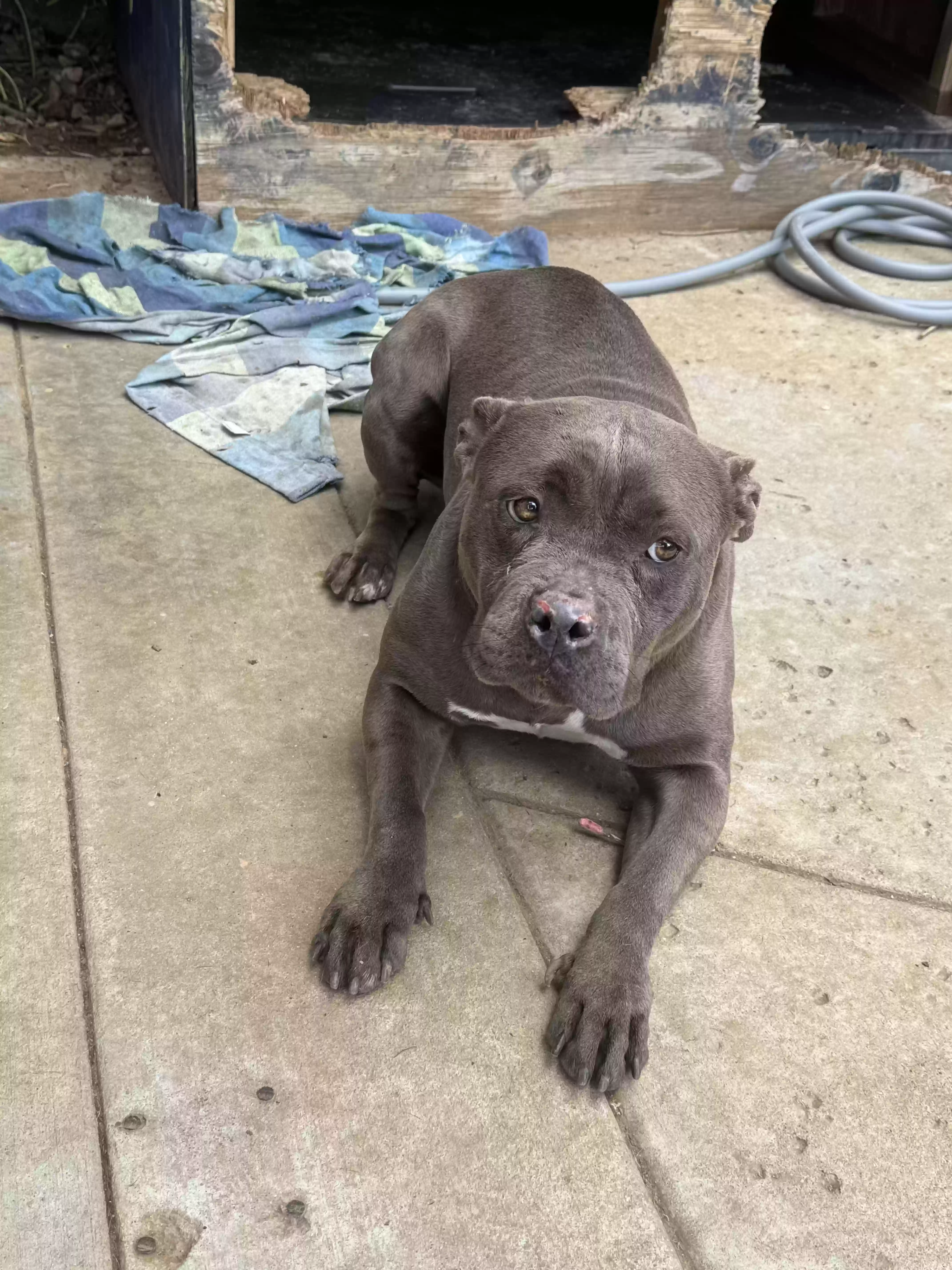 adoptable Dog in Moreno Valley,CA named Bella