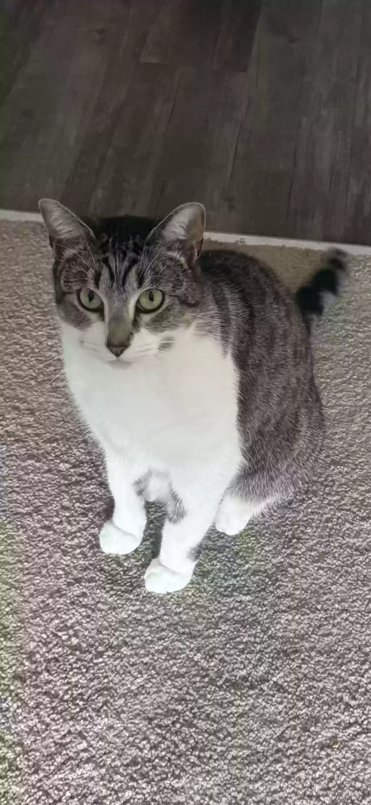 adoptable Cat in Modesto,CA named Ash