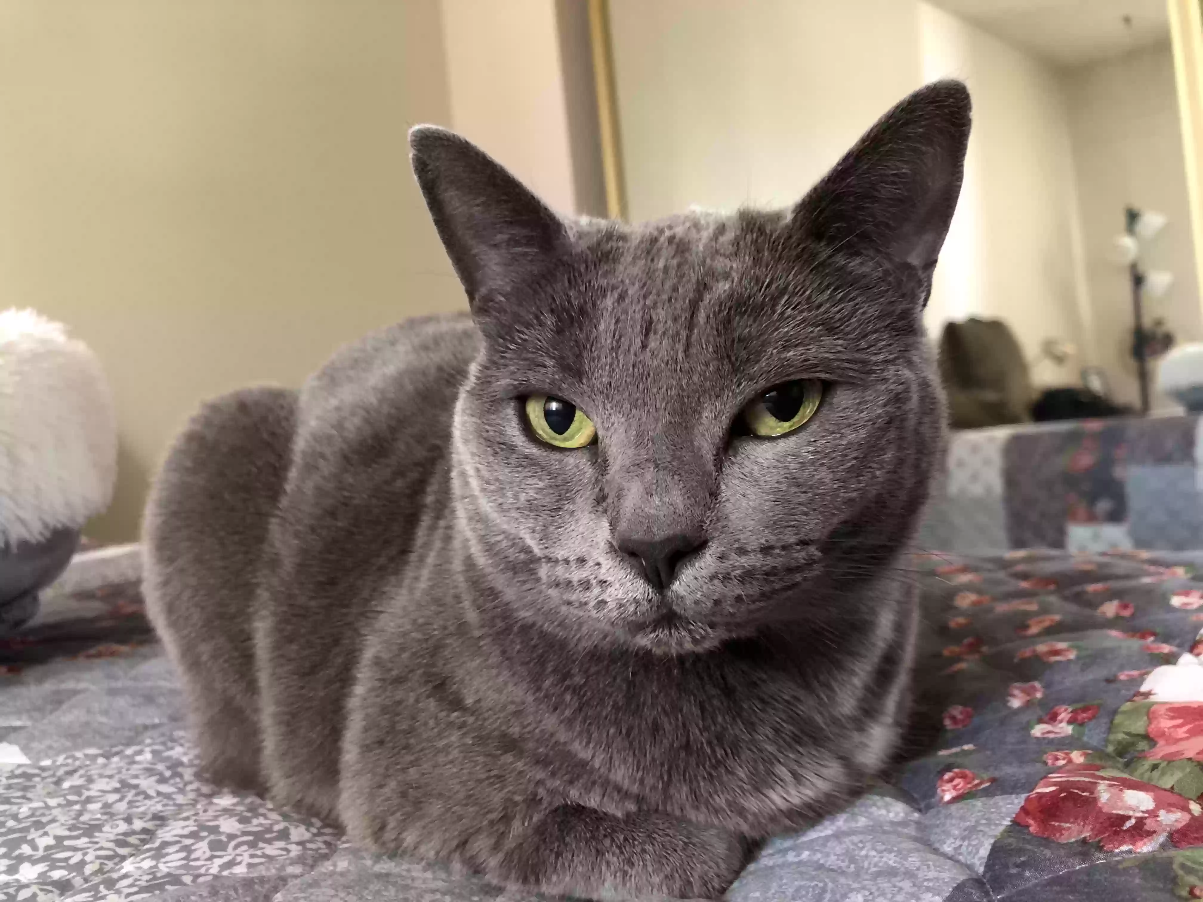 adoptable Cat in Hesperia,CA named Esther