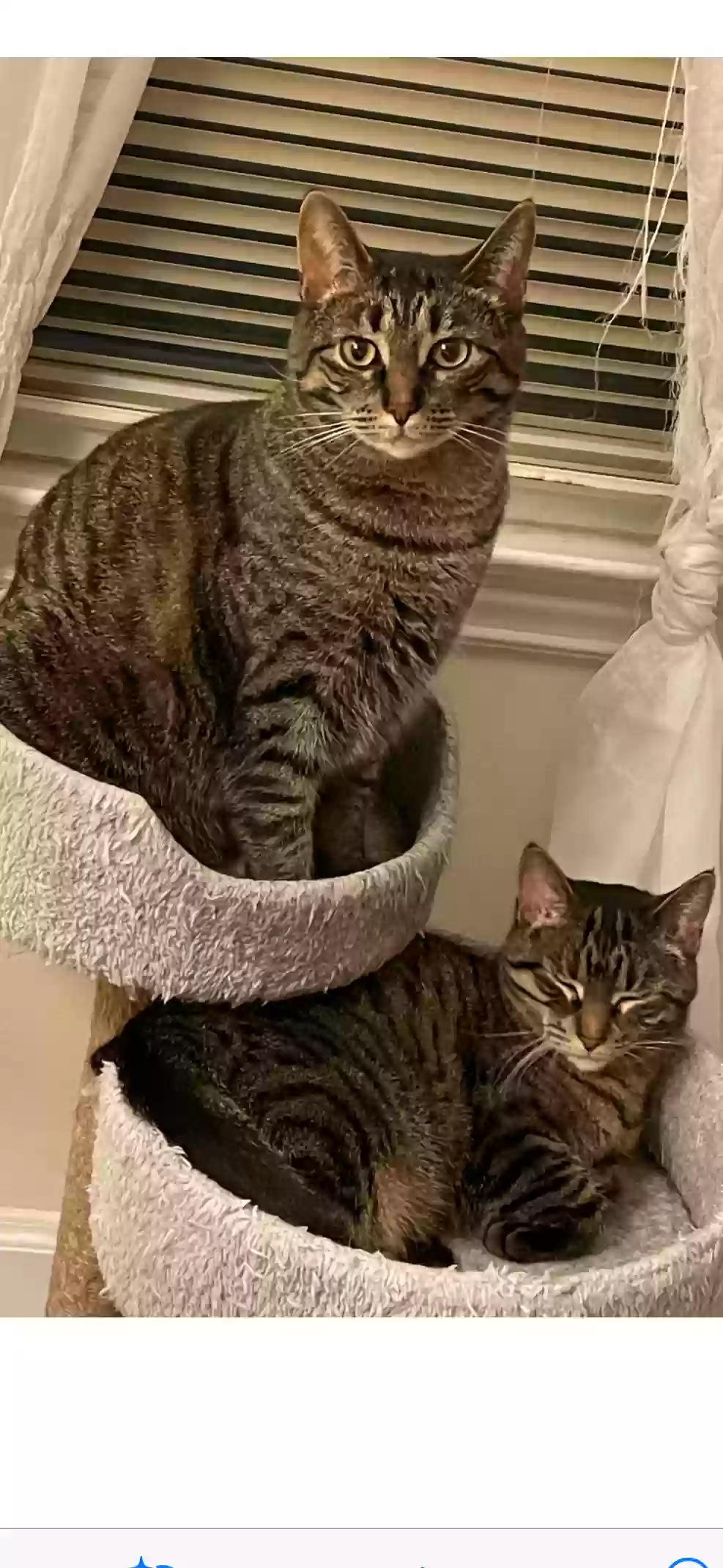 adoptable Cat in Dearborn,MI named Tabatha and Tallouhla