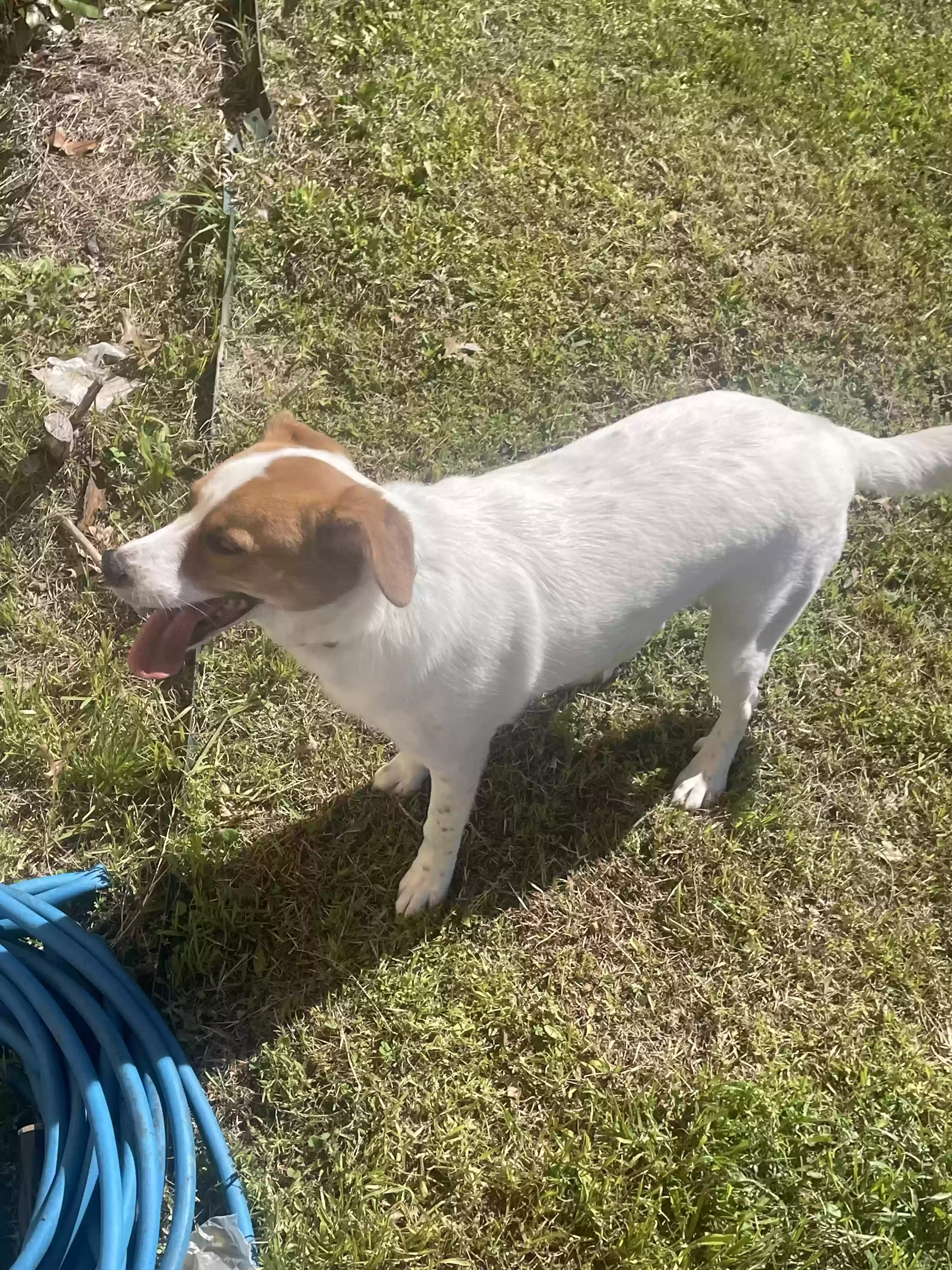 adoptable Dog in Dallas,TX named Evie