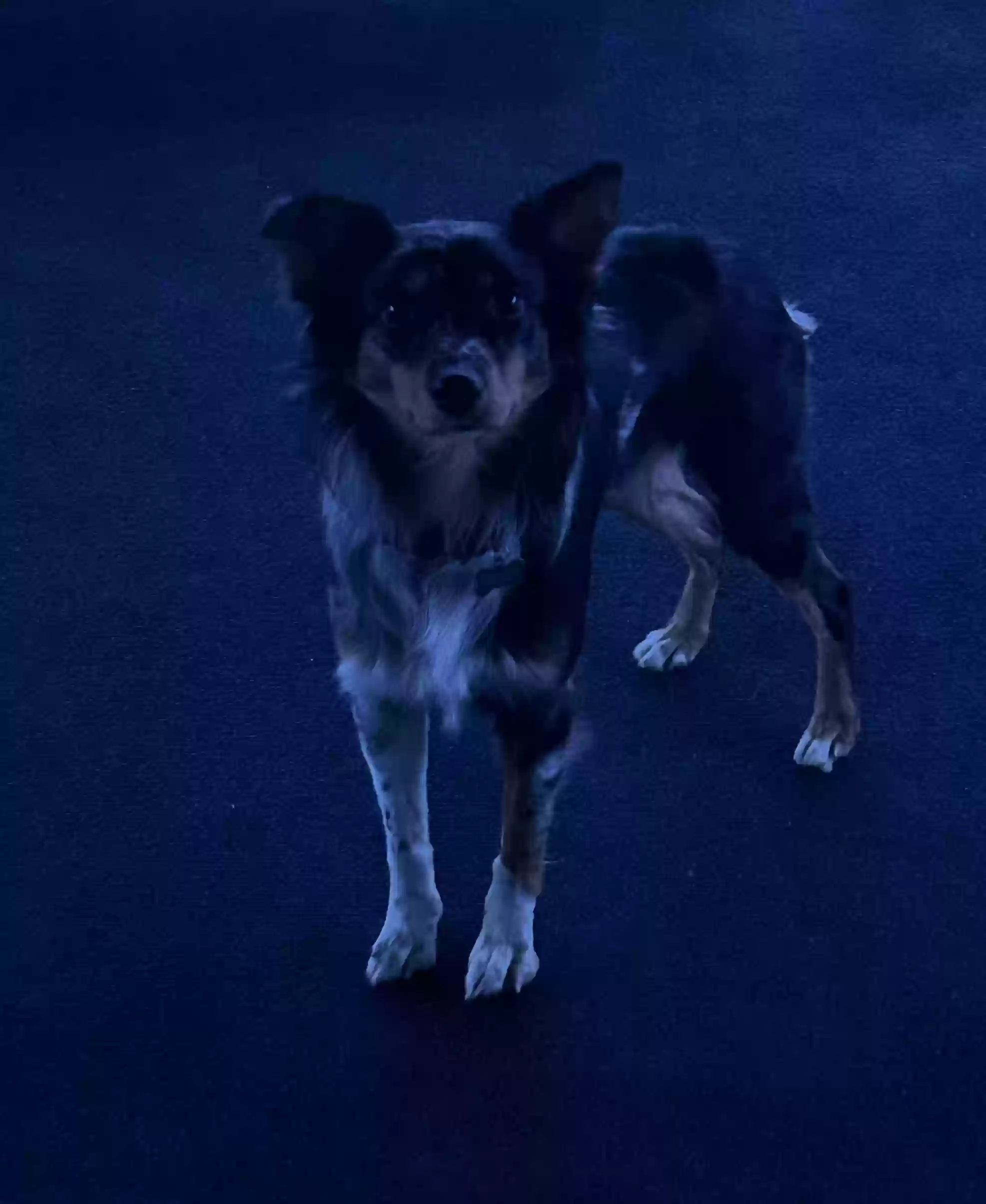 adoptable Dog in New Kensington,PA named JAX