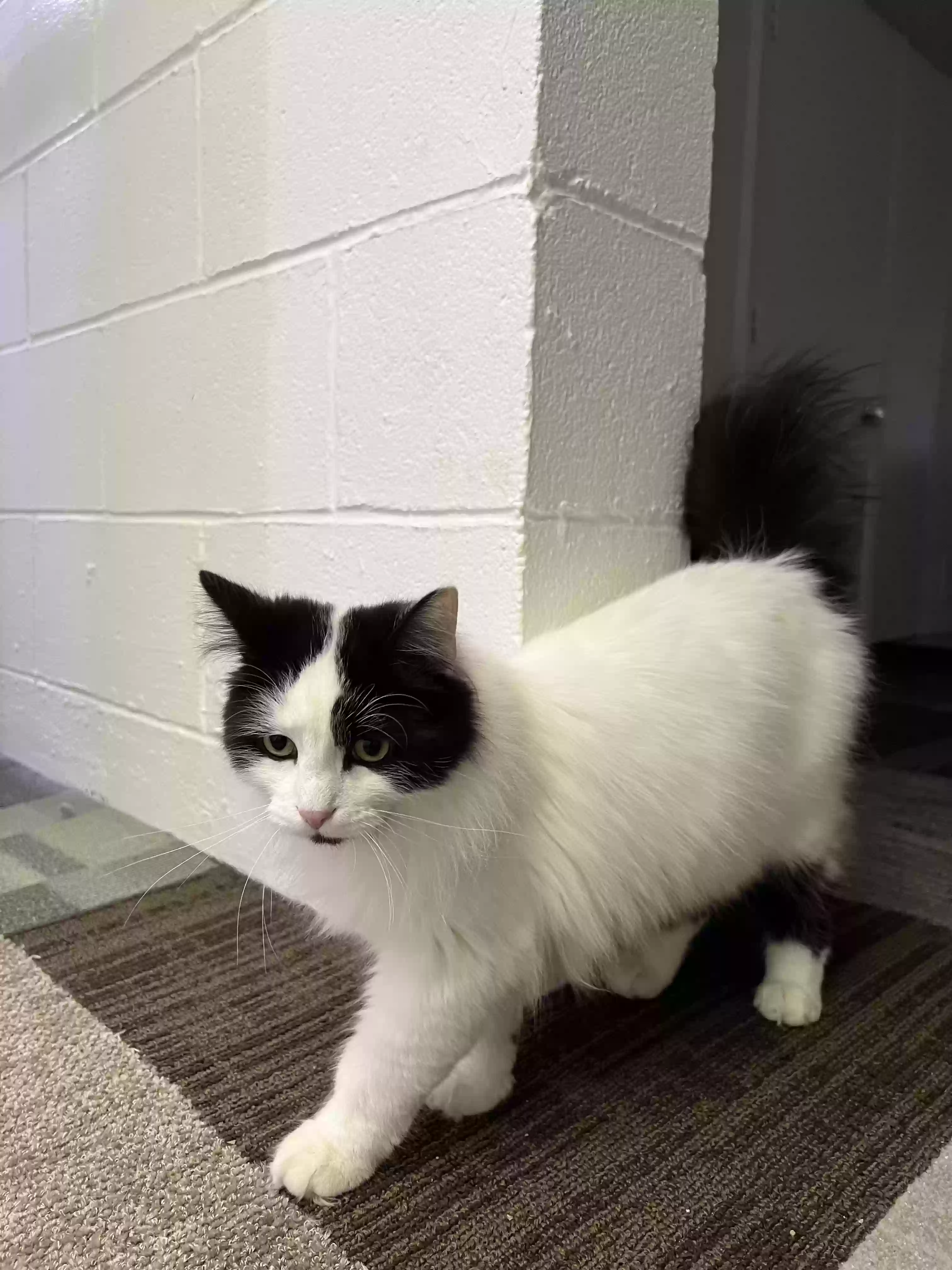 adoptable Cat in Tallmadge,OH named Fluffy
