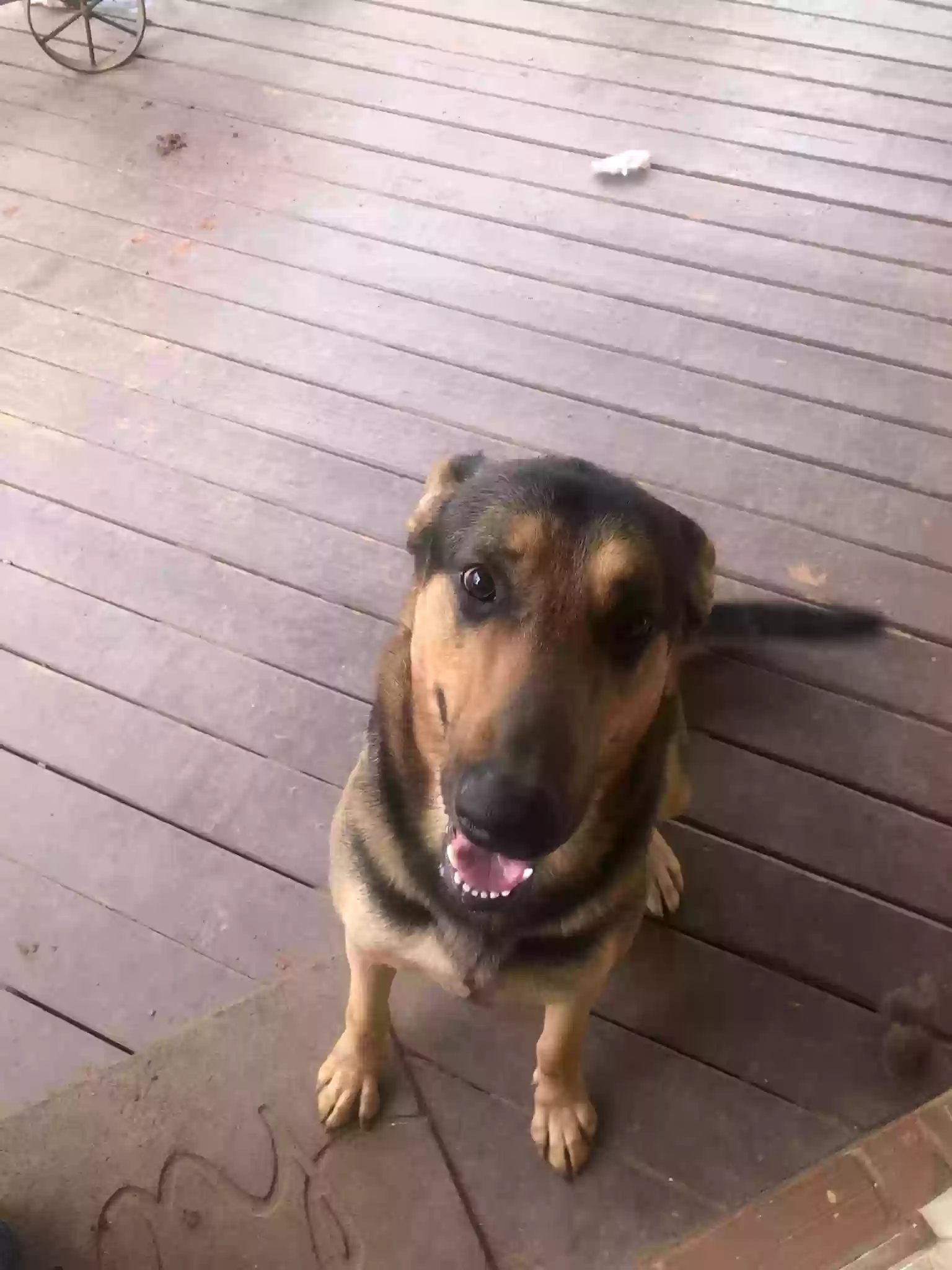 adoptable Dog in Evans,GA named Dallas