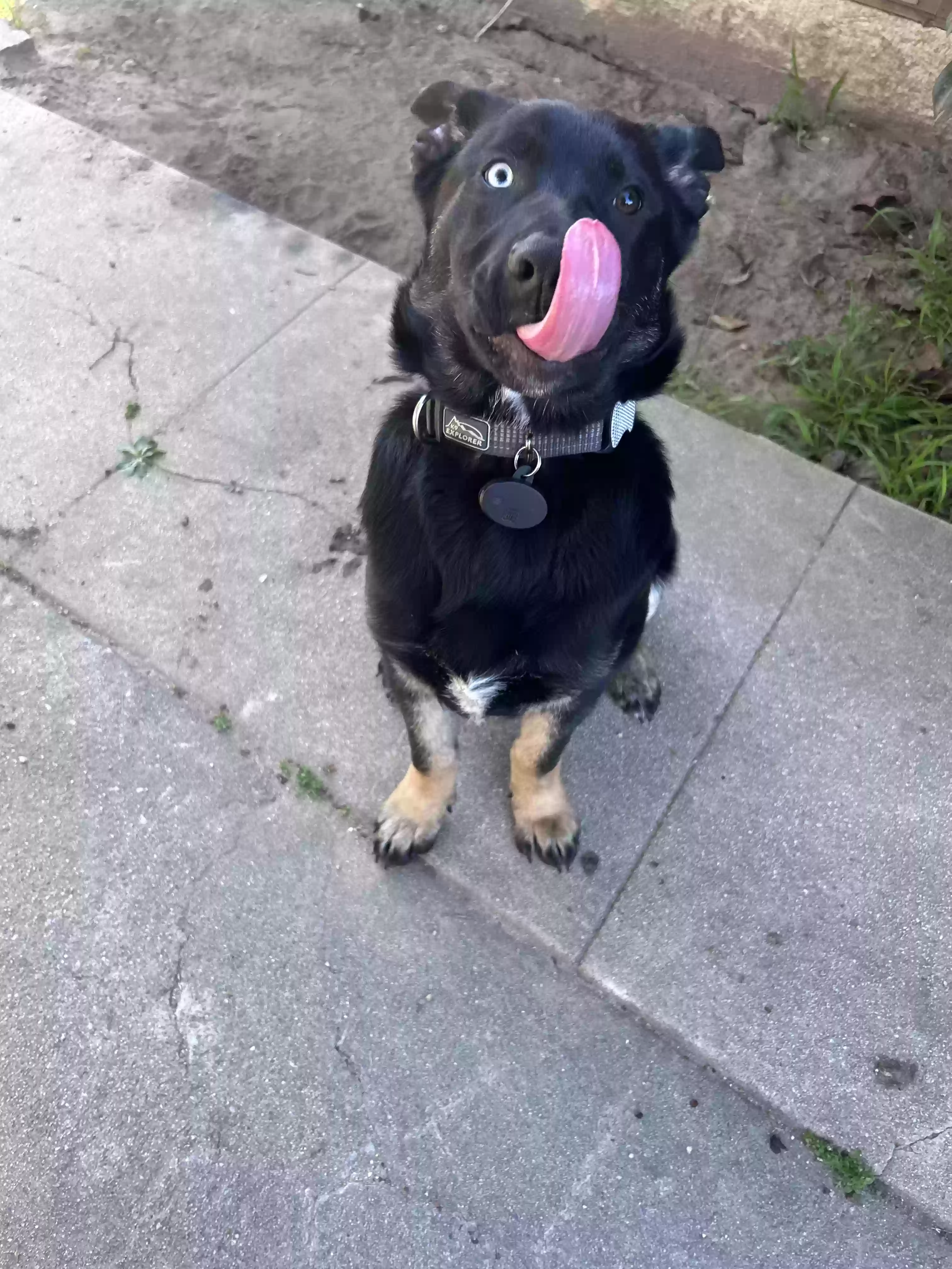 adoptable Dog in San Gabriel,CA named Loki