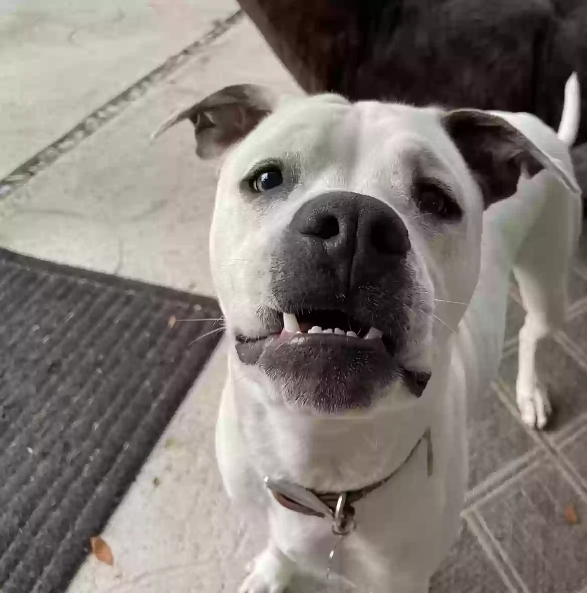adoptable Dog in Bradenton,FL named Luna