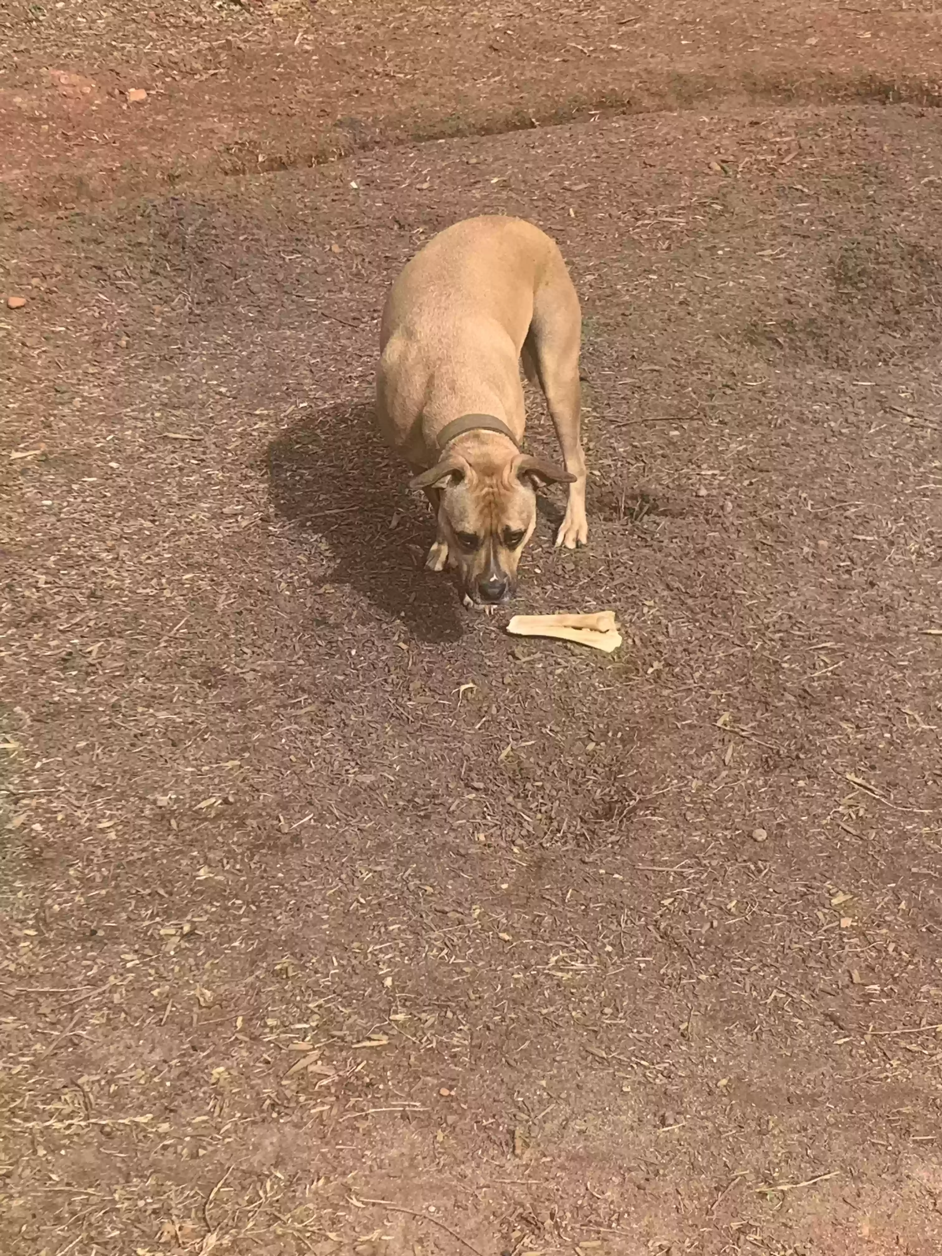 adoptable Dog in Bethlehem,GA named Luna