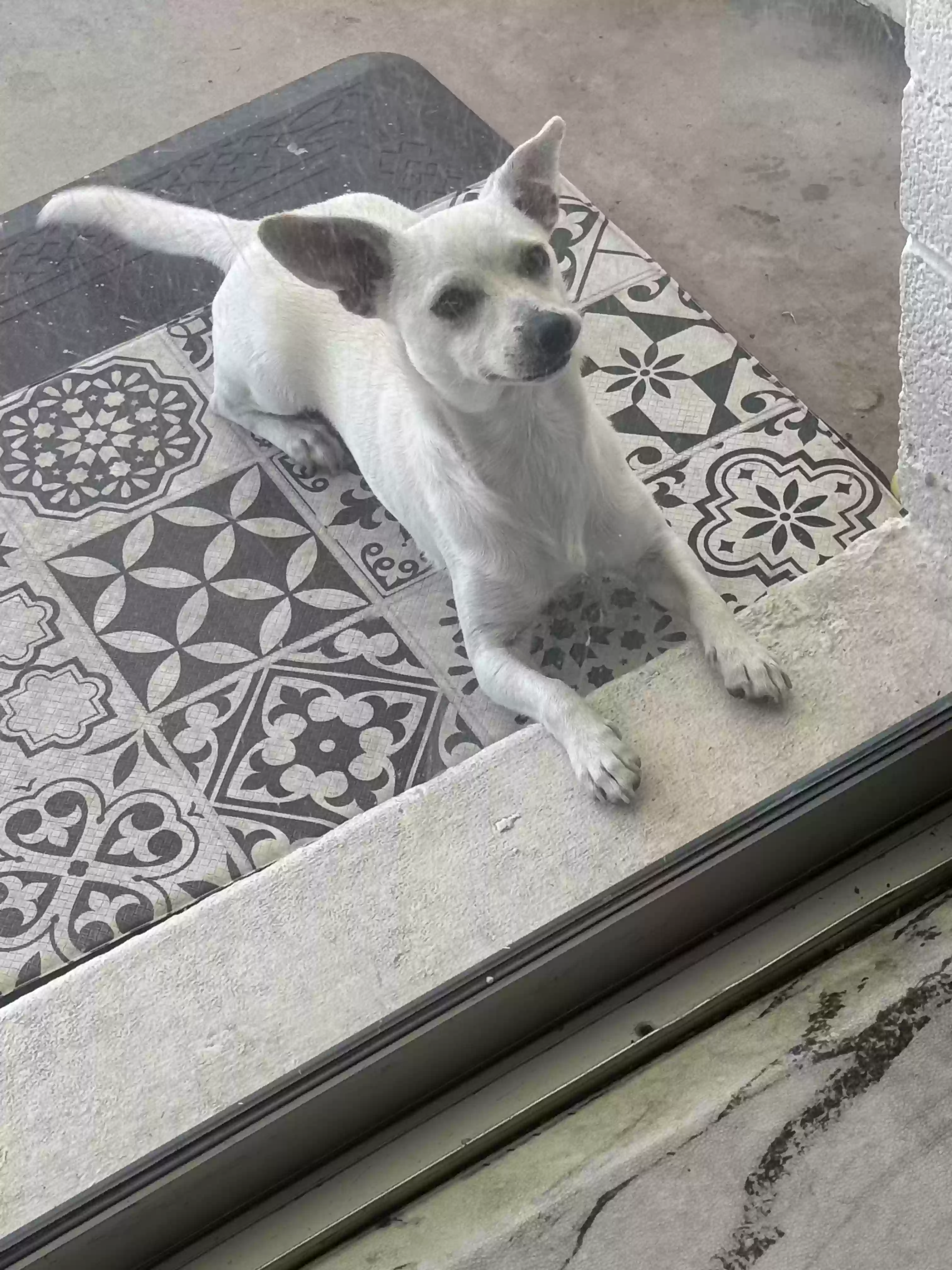adoptable Dog in Mesa,AZ named Juno
