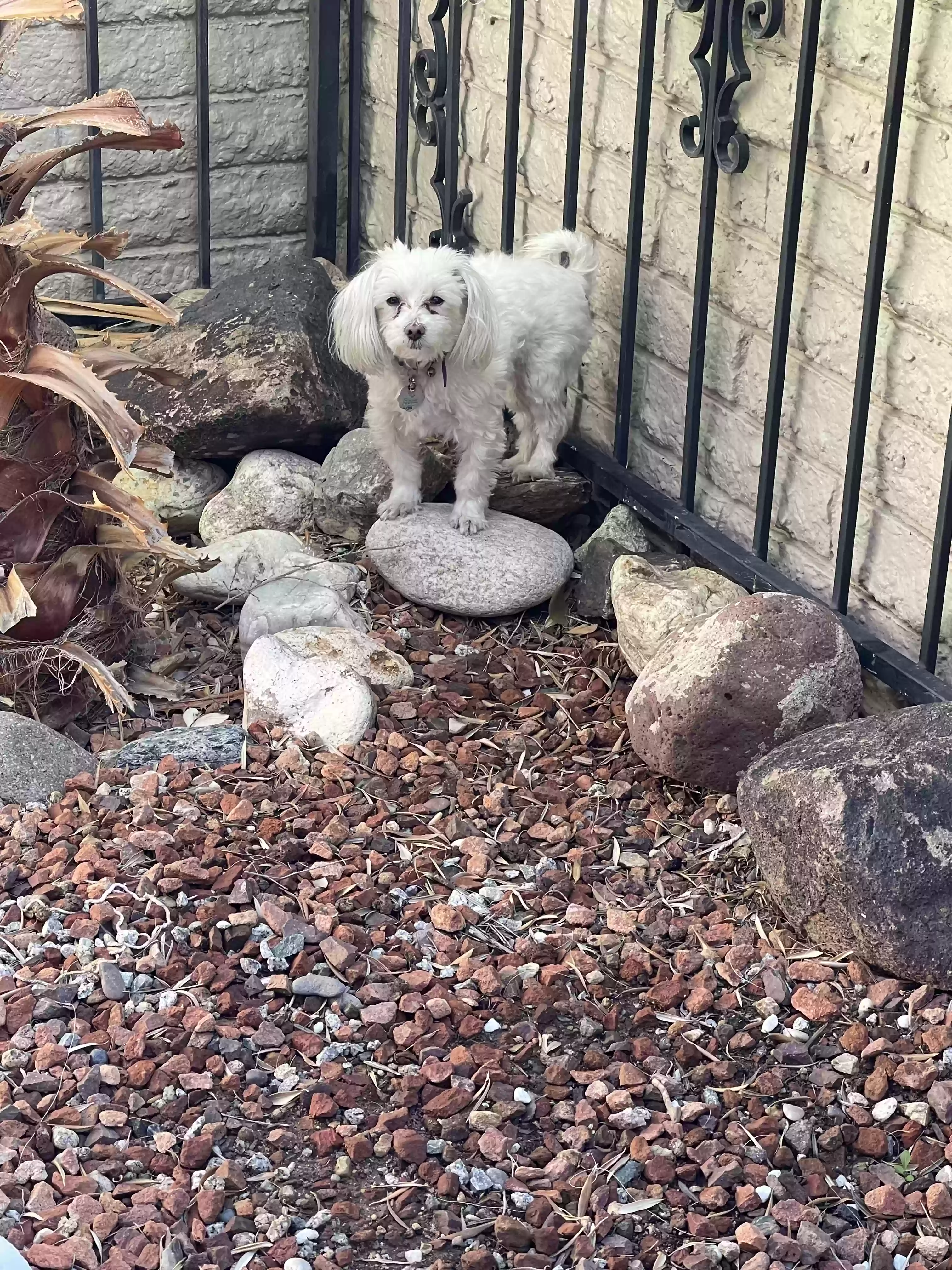 adoptable Dog in Sun City,AZ named Sasha