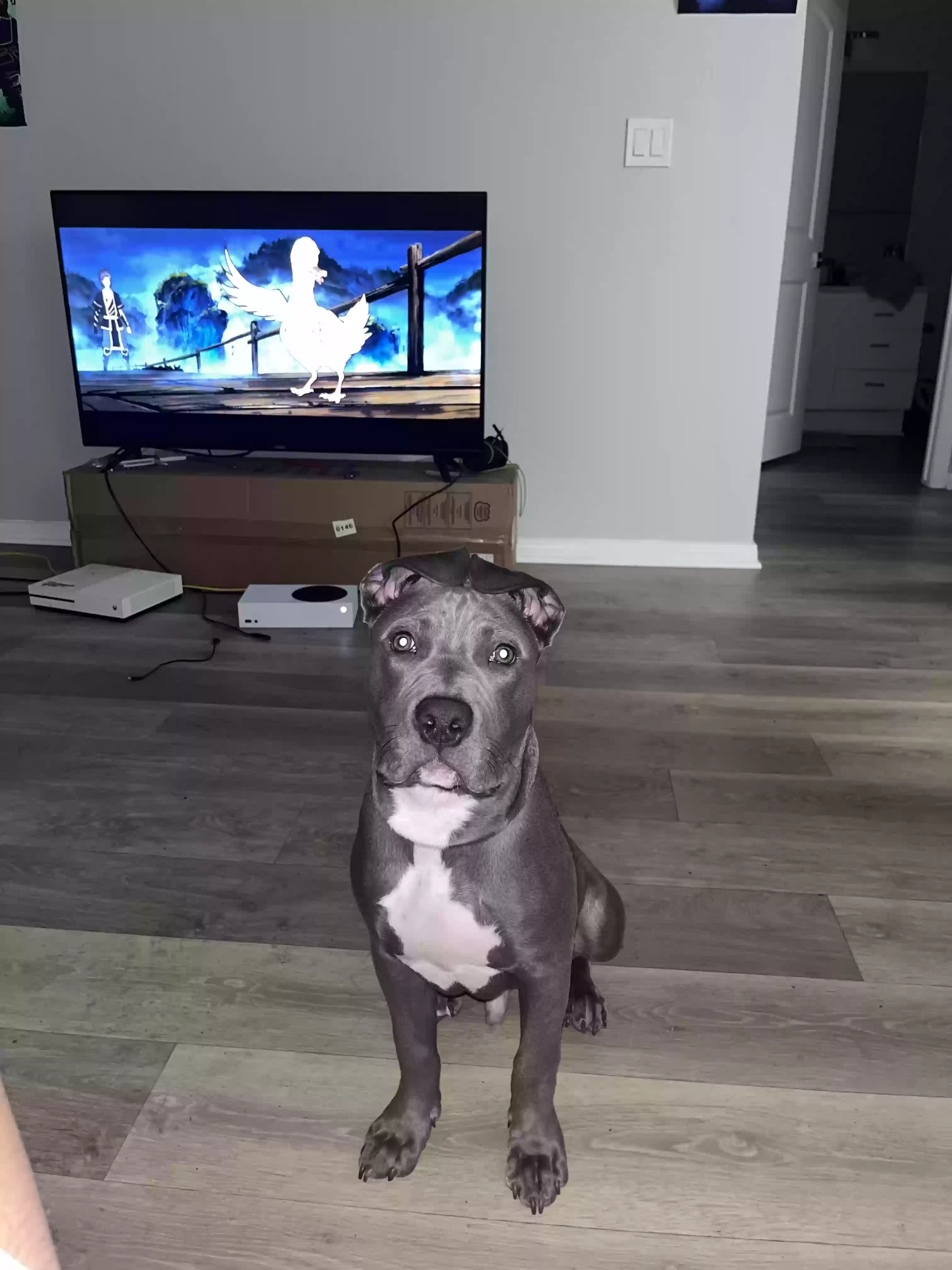adoptable Dog in Tampa,FL named Hercules