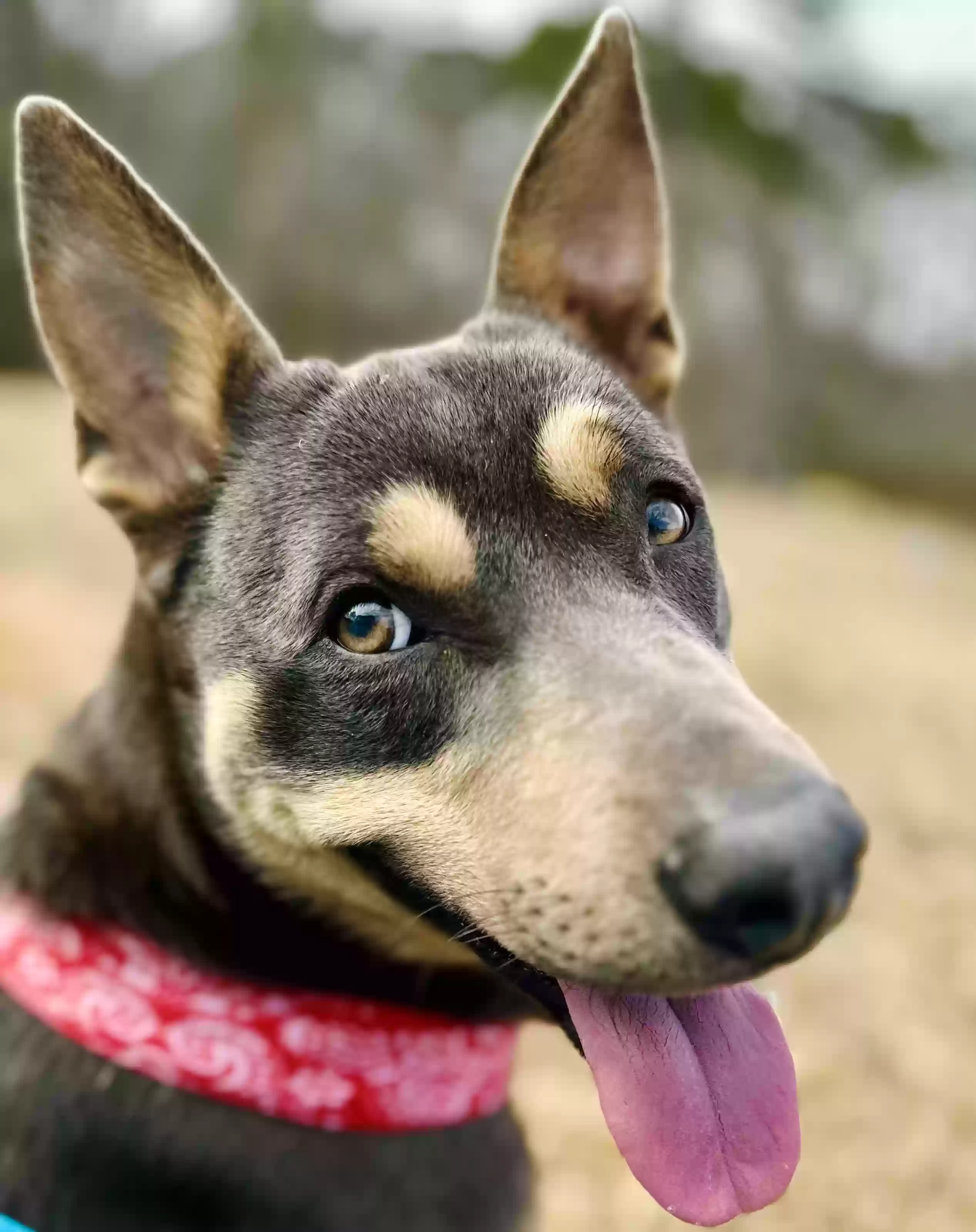 adoptable Dog in Toccoa,GA named Sammy