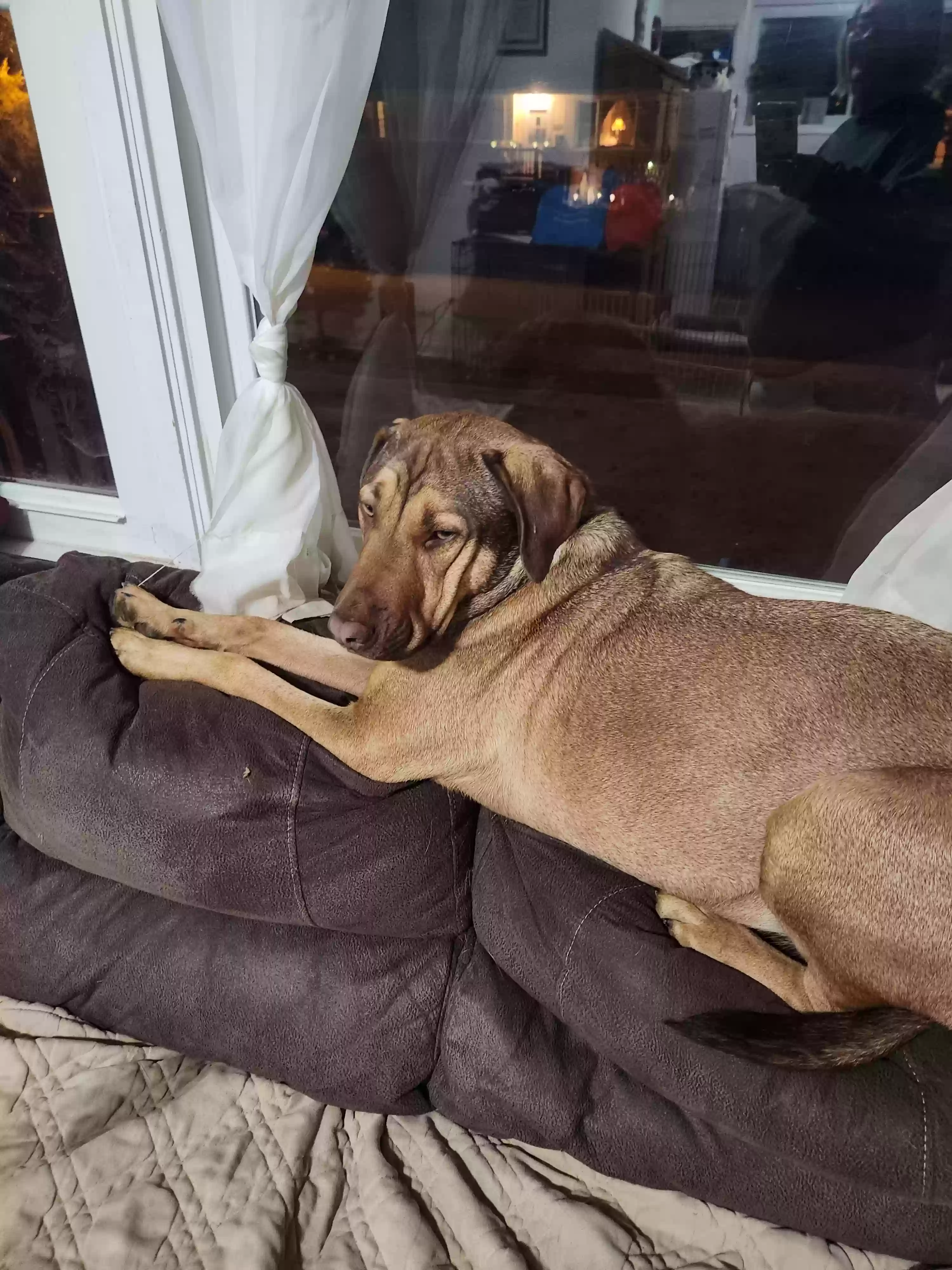 adoptable Dog in Dover,DE named Chance